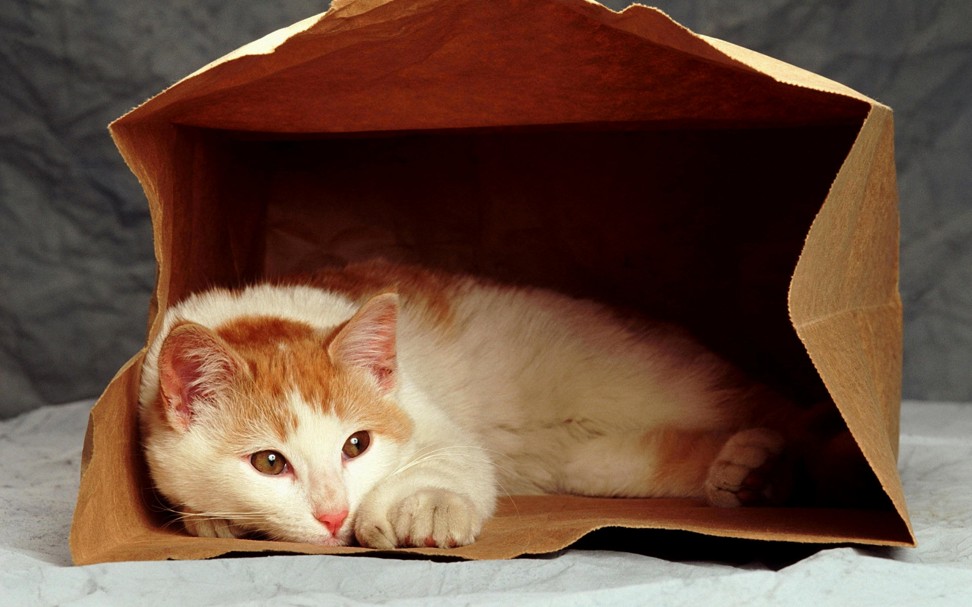 無料モバイル壁紙動物, ネコ, 猫, 子猫, 可愛いをダウンロードします。