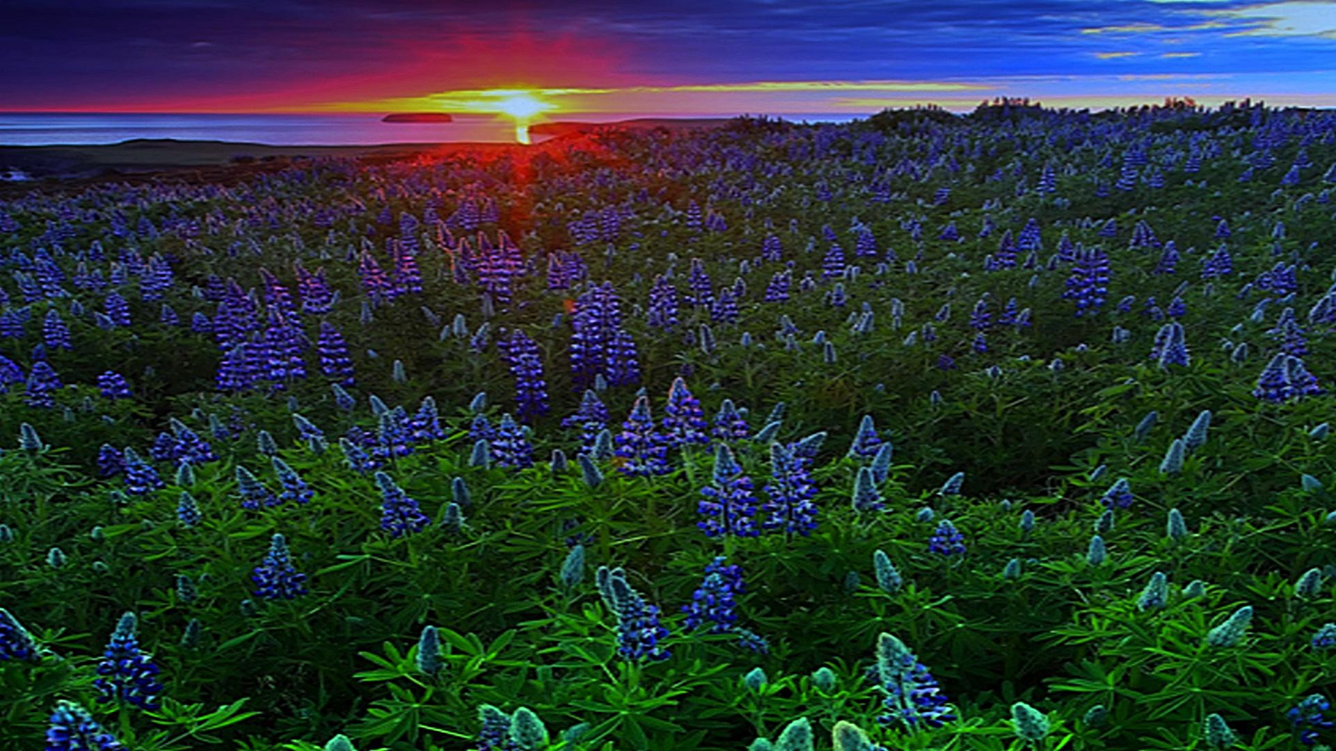 Free download wallpaper Sunset, Sun, Flower, Earth, Field, Lupine, Blue Flower on your PC desktop
