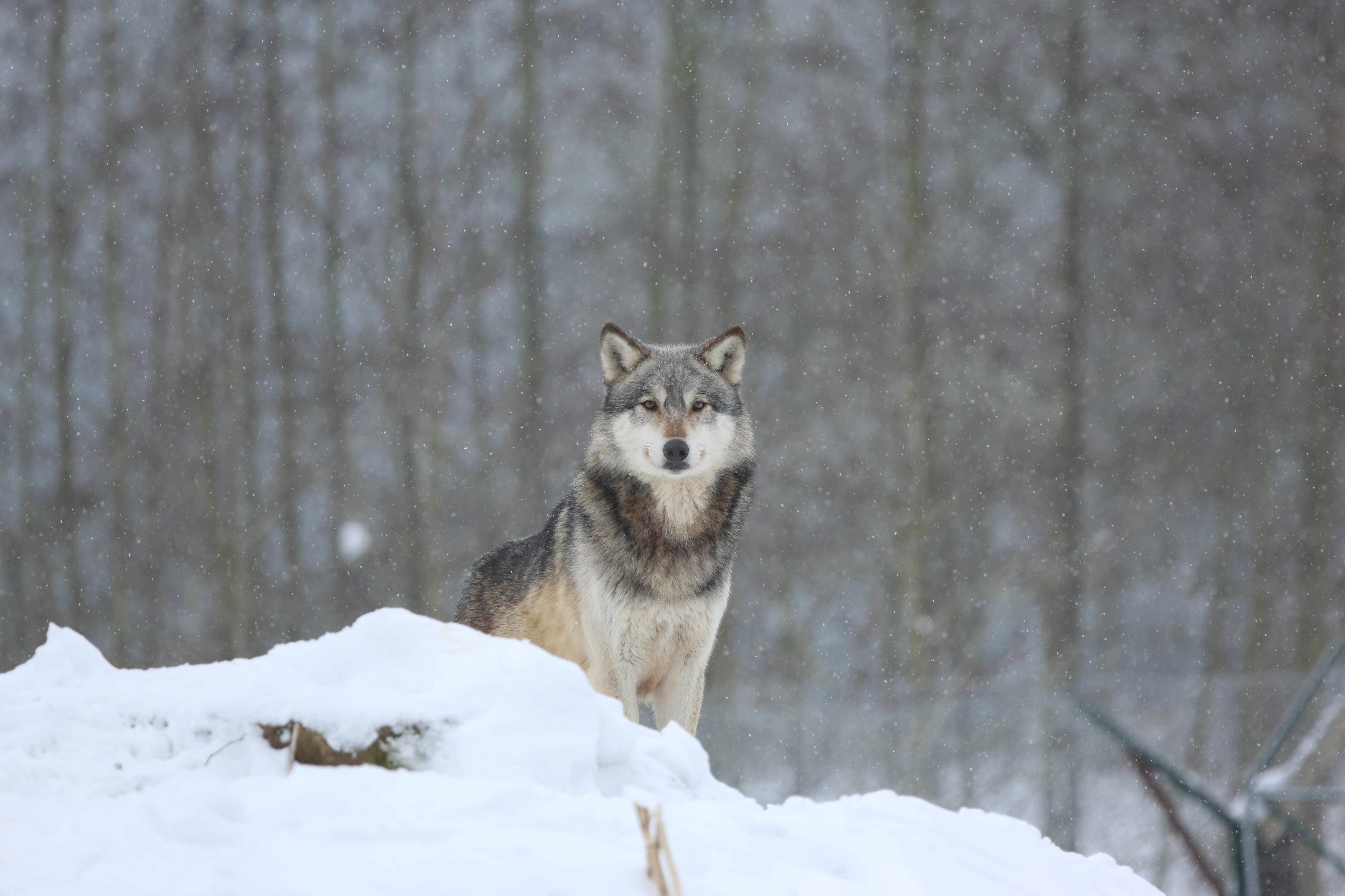 Descarga gratuita de fondo de pantalla para móvil de Animales, Invierno, Nieve, Lobo, Mirar Fijamente, Wolves.