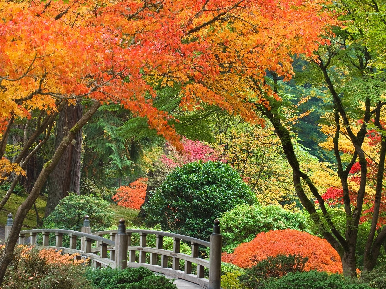3669壁紙のダウンロード風景, 木, 秋, パークス-スクリーンセーバーと写真を無料で