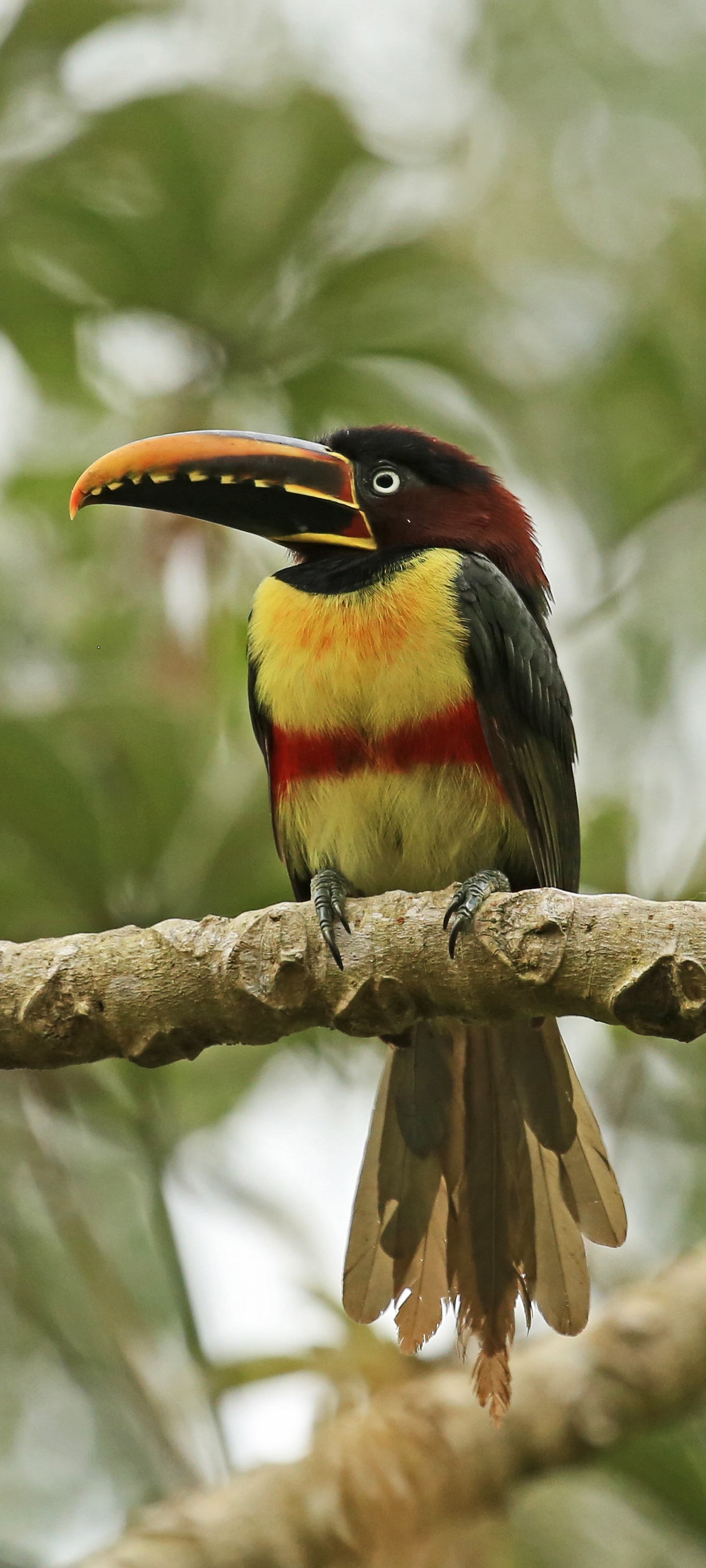 Download mobile wallpaper Birds, Bird, Branch, Animal, Toucan for free.