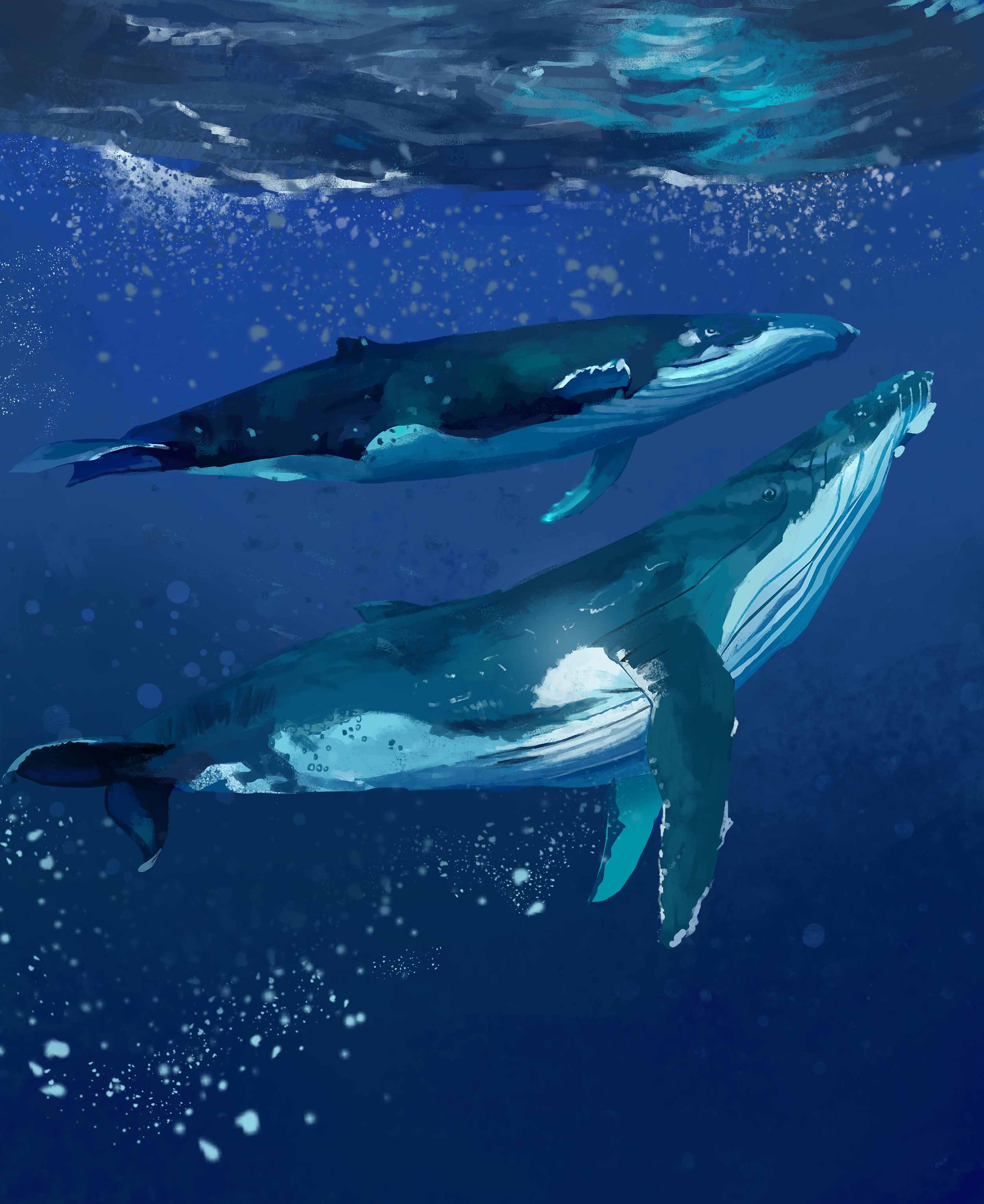73770 скачать картинку киты, вода, арт, море, под водой - обои и заставки бесплатно