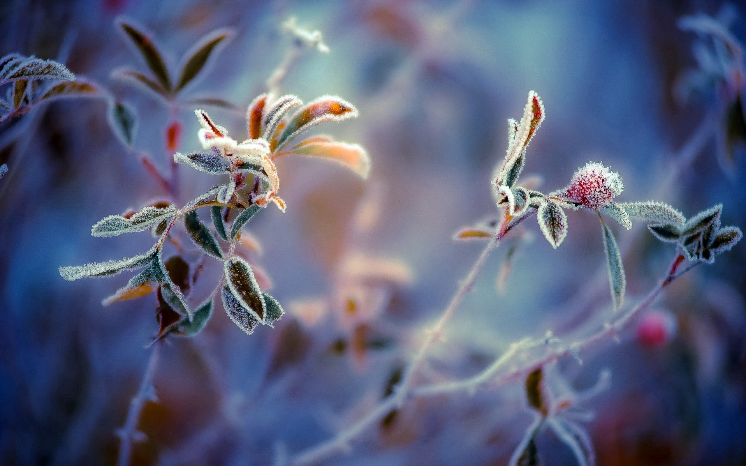 Download mobile wallpaper Frost, Hoarfrost, Macro, Leaves, Berry, Plant, Background for free.