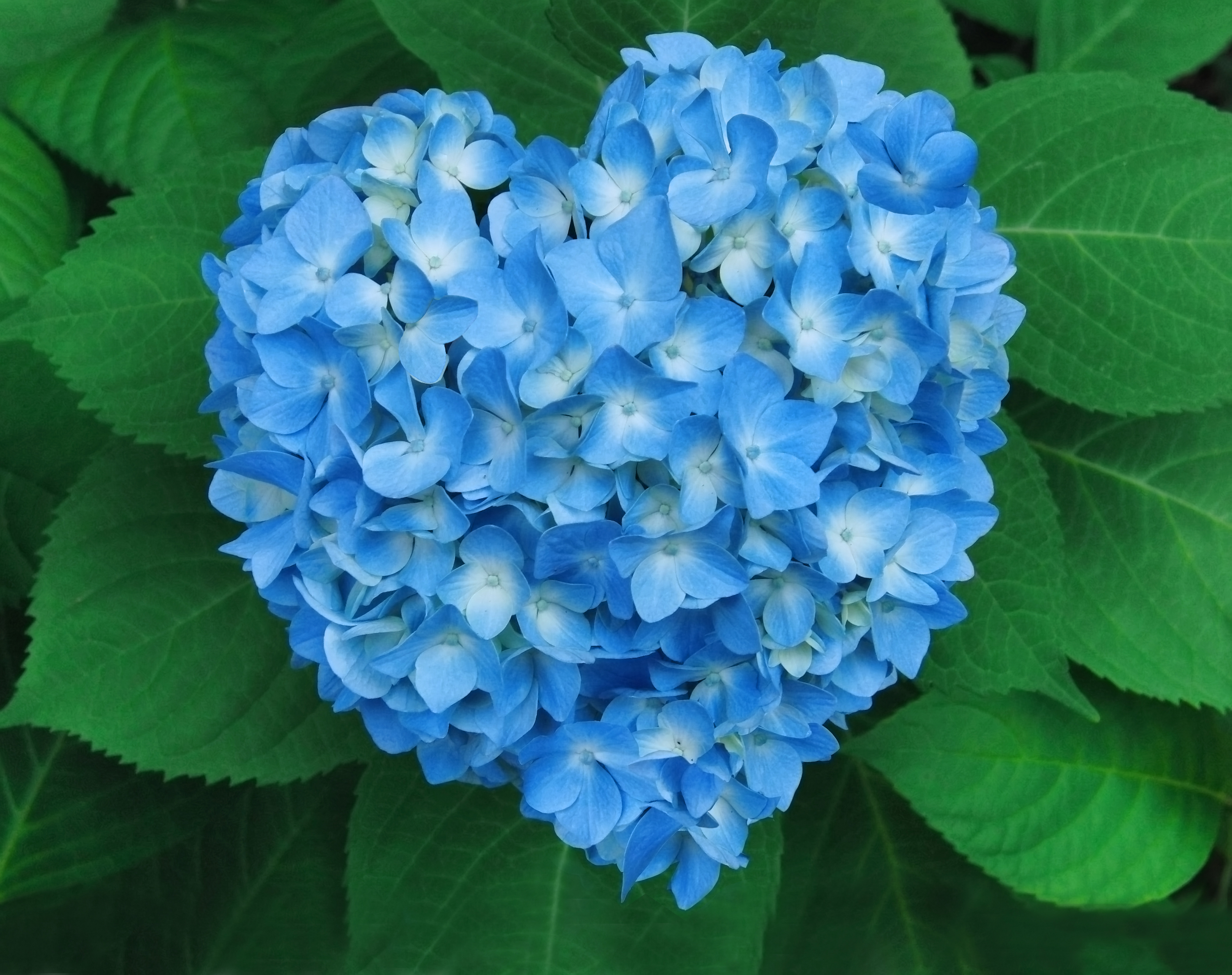 Baixar papel de parede para celular de Flores, Flor, Coração, Hortênsia, Terra/natureza, Flor Azul gratuito.