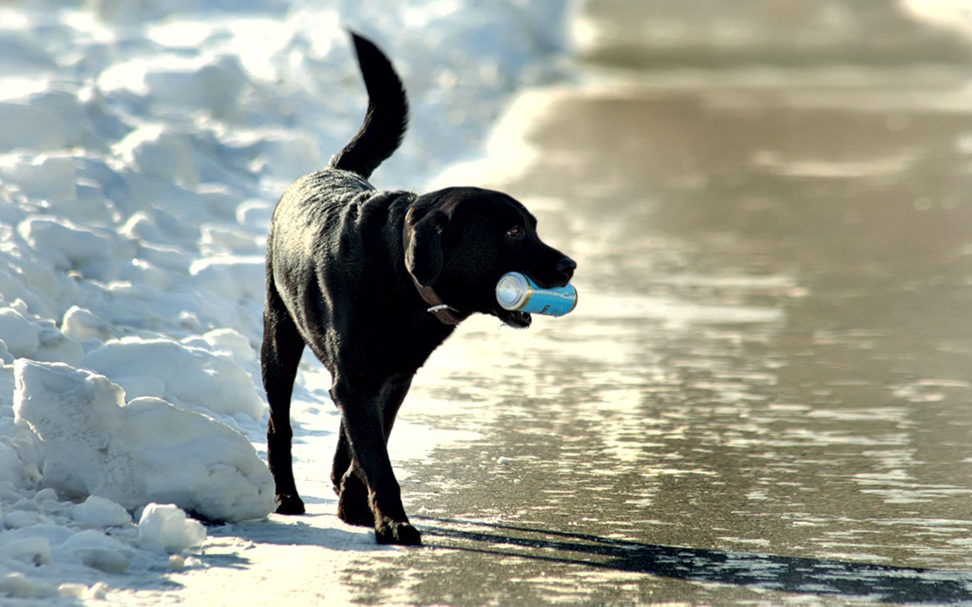 Download mobile wallpaper Bank, Shore, Snow, Stroll, Animals, Dog, Jar, Sea for free.