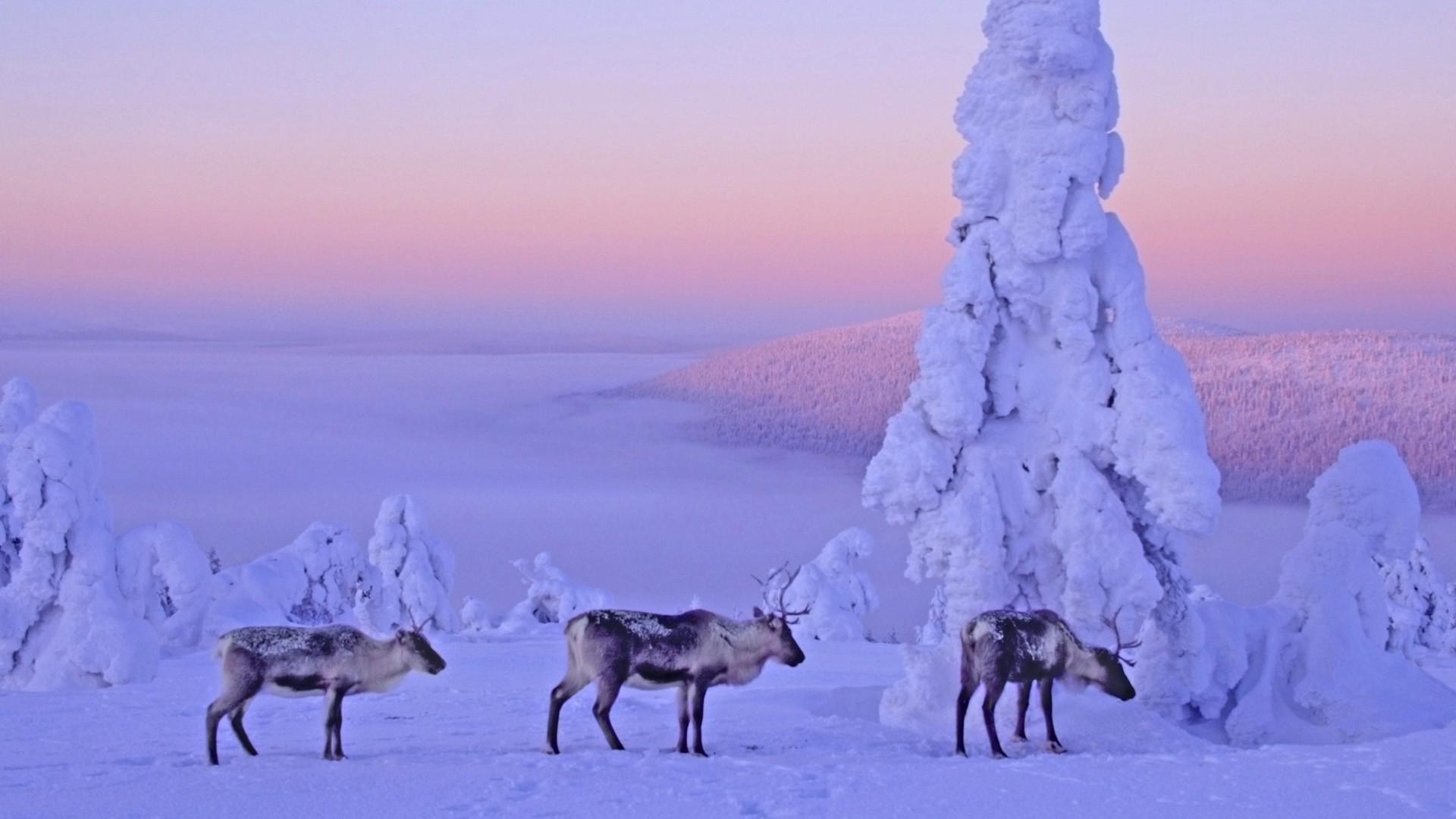 Free download wallpaper Winter, Snow, Animal, Deer on your PC desktop