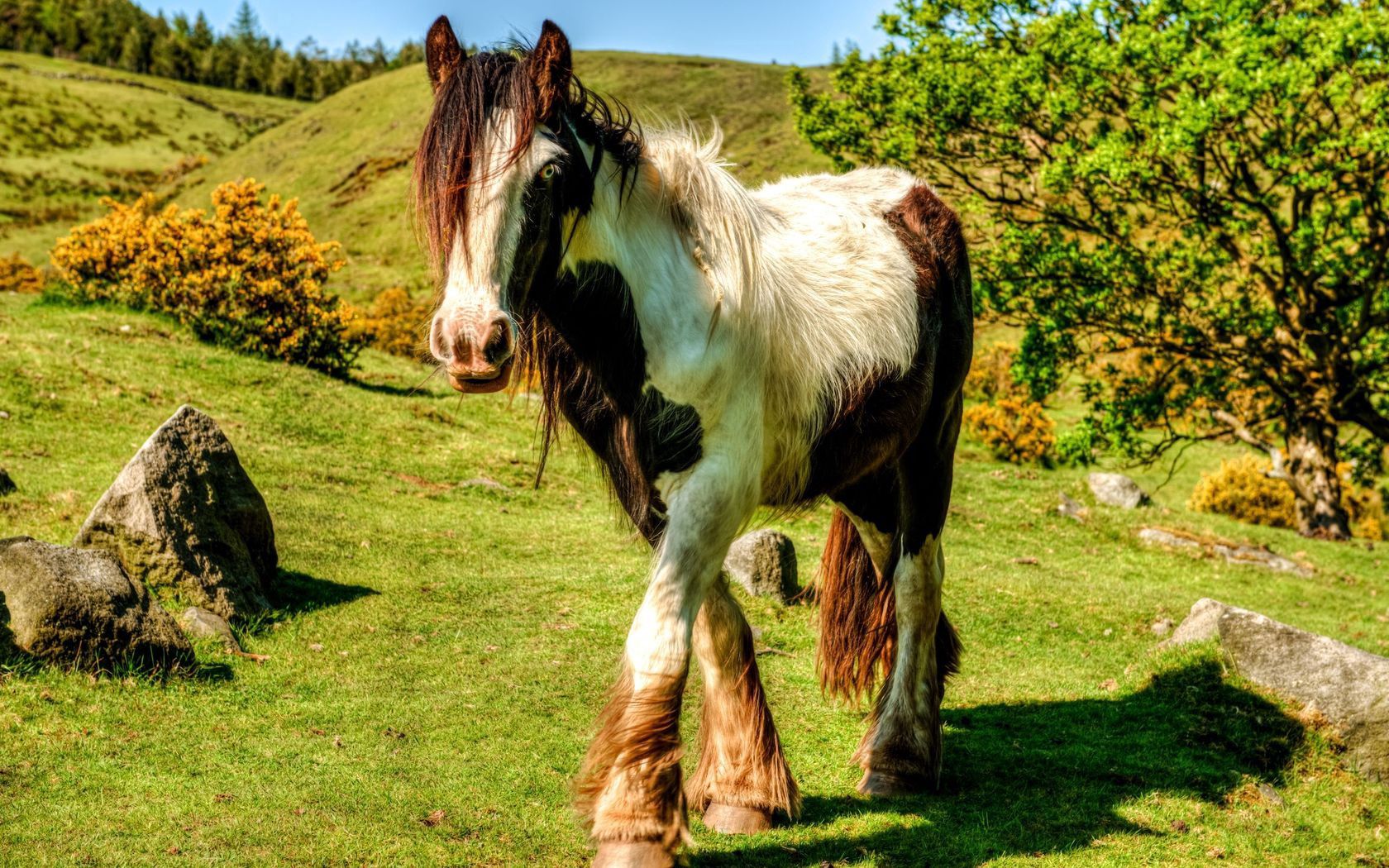 desktop Images animals, grass, stroll, mane, horse