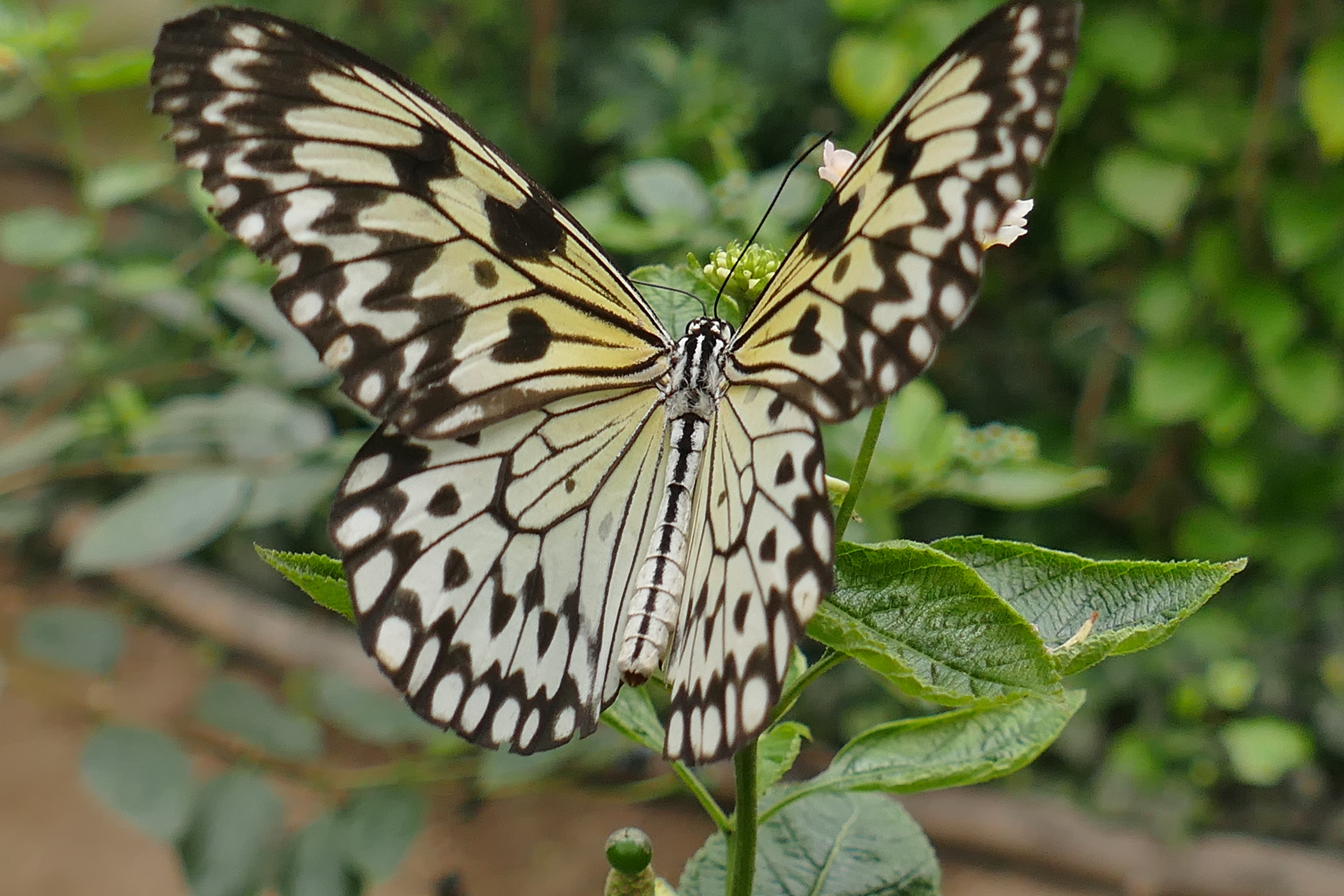 Laden Sie das Flügel, Makro, Patterns, Pflanze, Schmetterling-Bild kostenlos auf Ihren PC-Desktop herunter