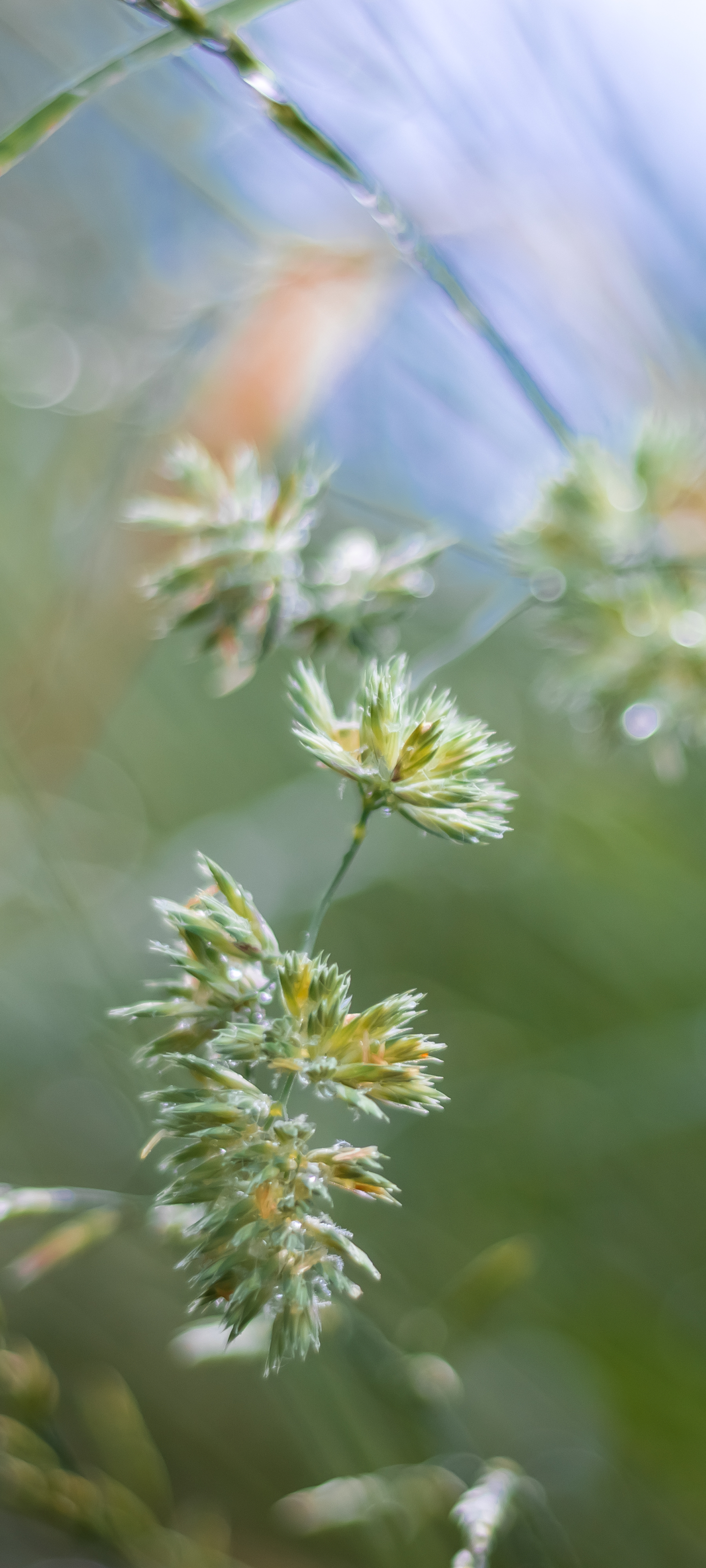 Handy-Wallpaper Gras, Erde/natur kostenlos herunterladen.