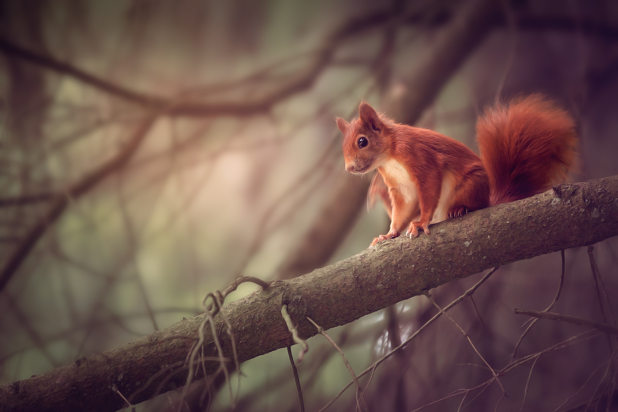 Handy-Wallpaper Tiere, Eichhörnchen, Nagetier kostenlos herunterladen.