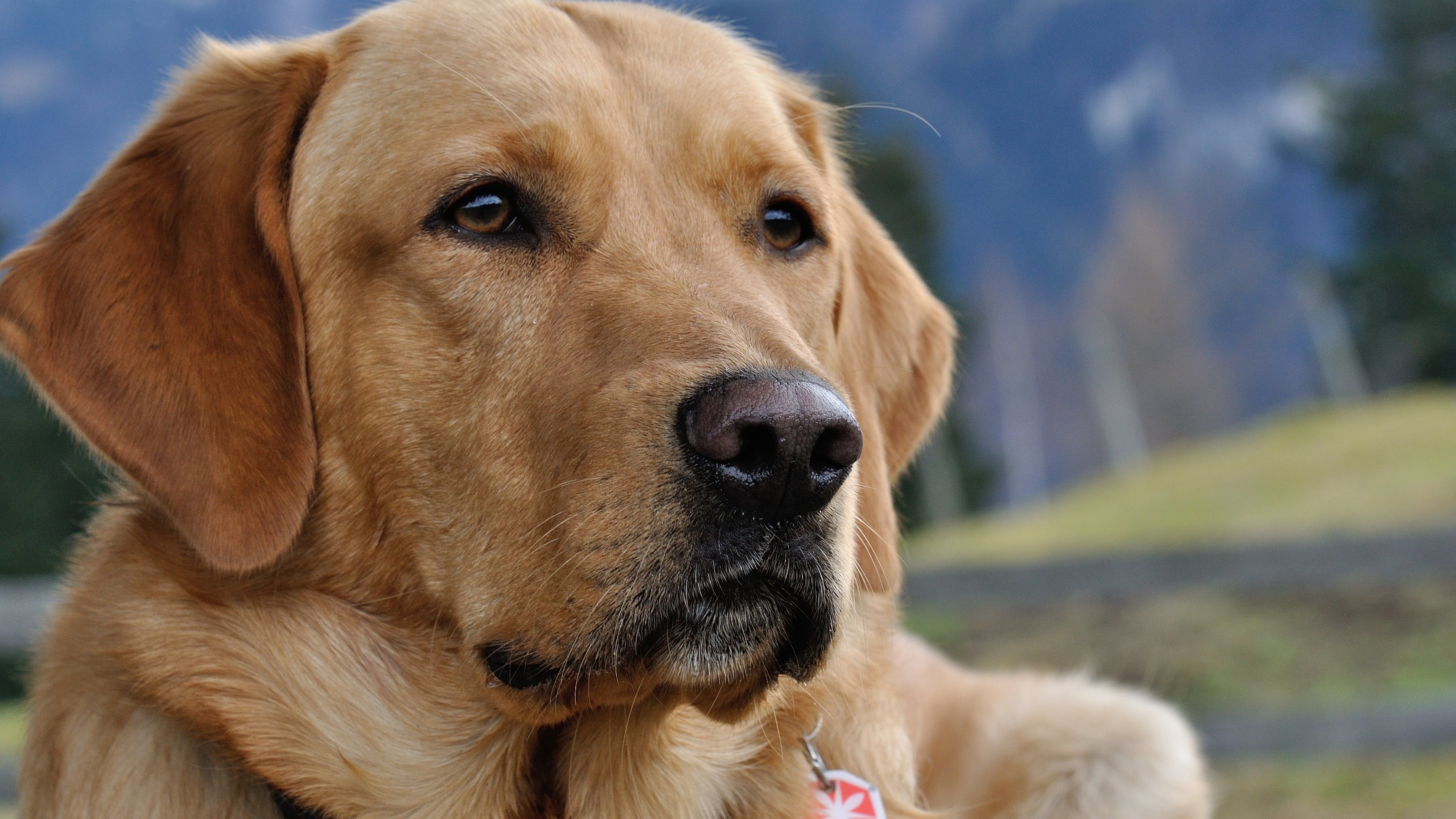 Free download wallpaper Dogs, Dog, Animal, Labrador Retriever on your PC desktop