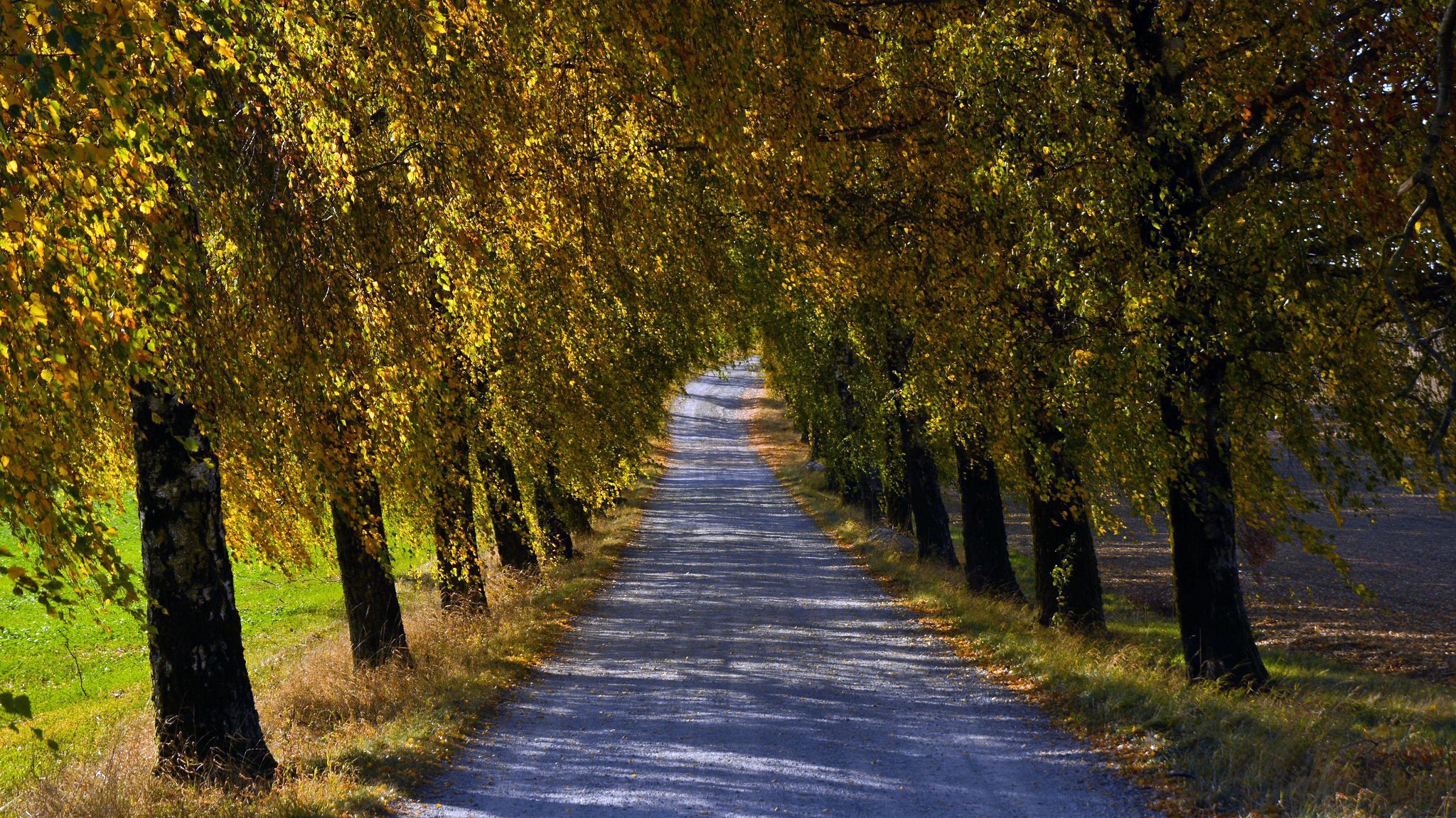 Descarga gratis la imagen Otoño, Árbol, Carretera, Hecho Por El Hombre en el escritorio de tu PC