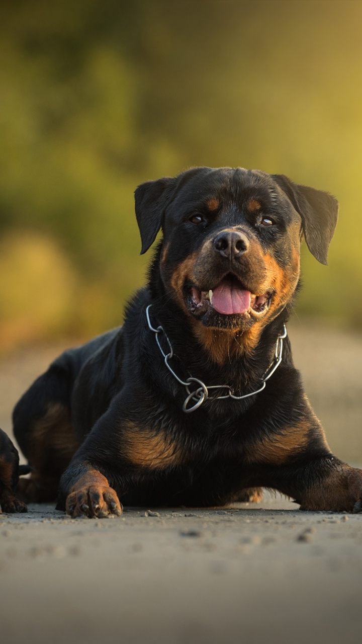 Download mobile wallpaper Dogs, Dog, Animal, Puppy, Rottweiler, Baby Animal, Depth Of Field for free.