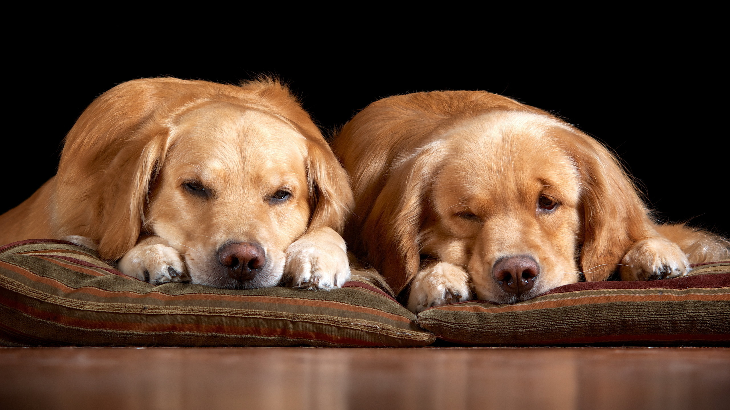 Téléchargez gratuitement l'image Animaux, Chien sur le bureau de votre PC