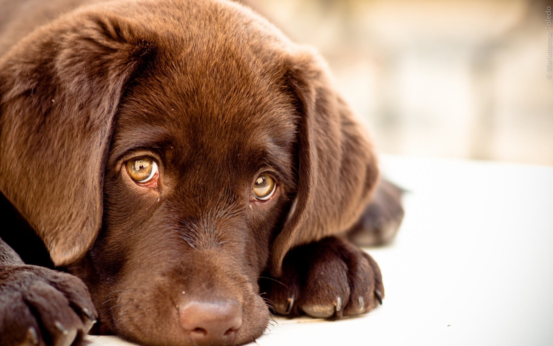 Free download wallpaper Dog, Close Up, Animal, Face on your PC desktop