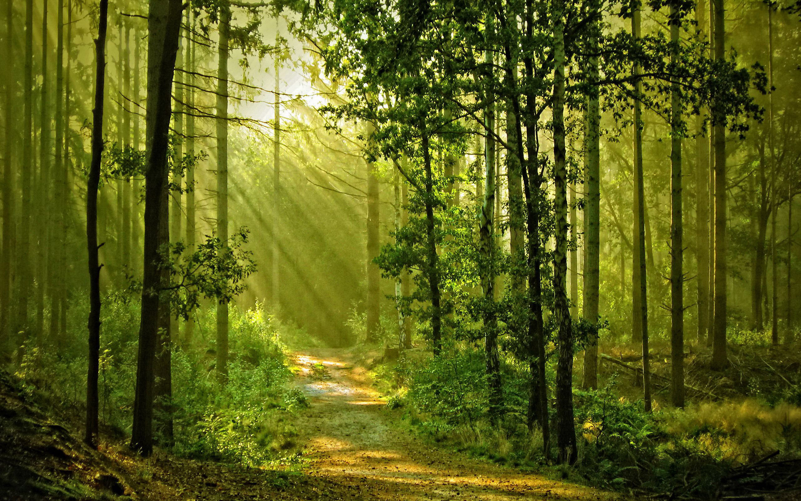 Скачать картинку Лес, Дерево, Зеленый, Солнечный Свет, Дорожка, Солнечный Луч, Сделано Человеком в телефон бесплатно.