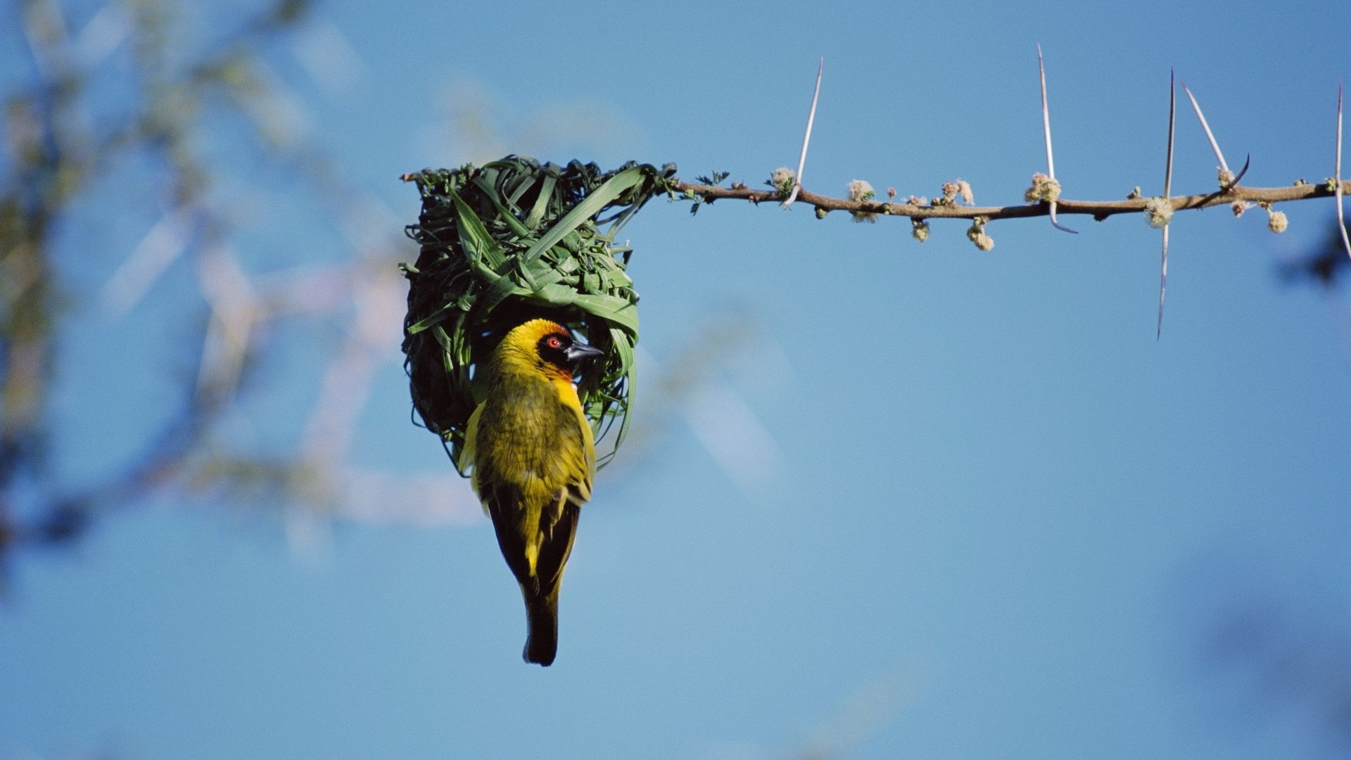 Laden Sie das Tiere, Vögel, Vogel-Bild kostenlos auf Ihren PC-Desktop herunter