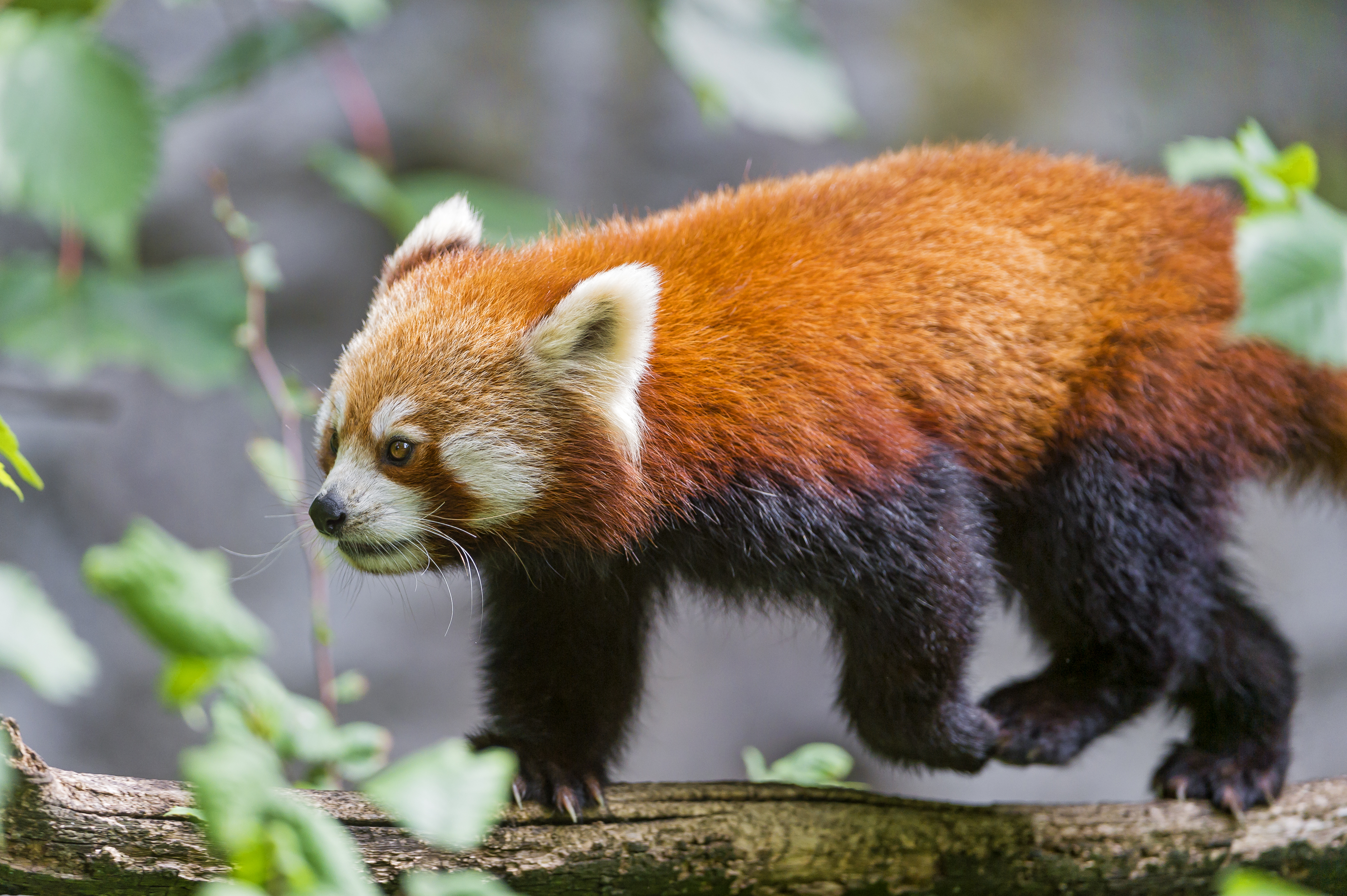 Descarga gratis la imagen Animales, Gracioso, Bokeh, Panda Rojo en el escritorio de tu PC
