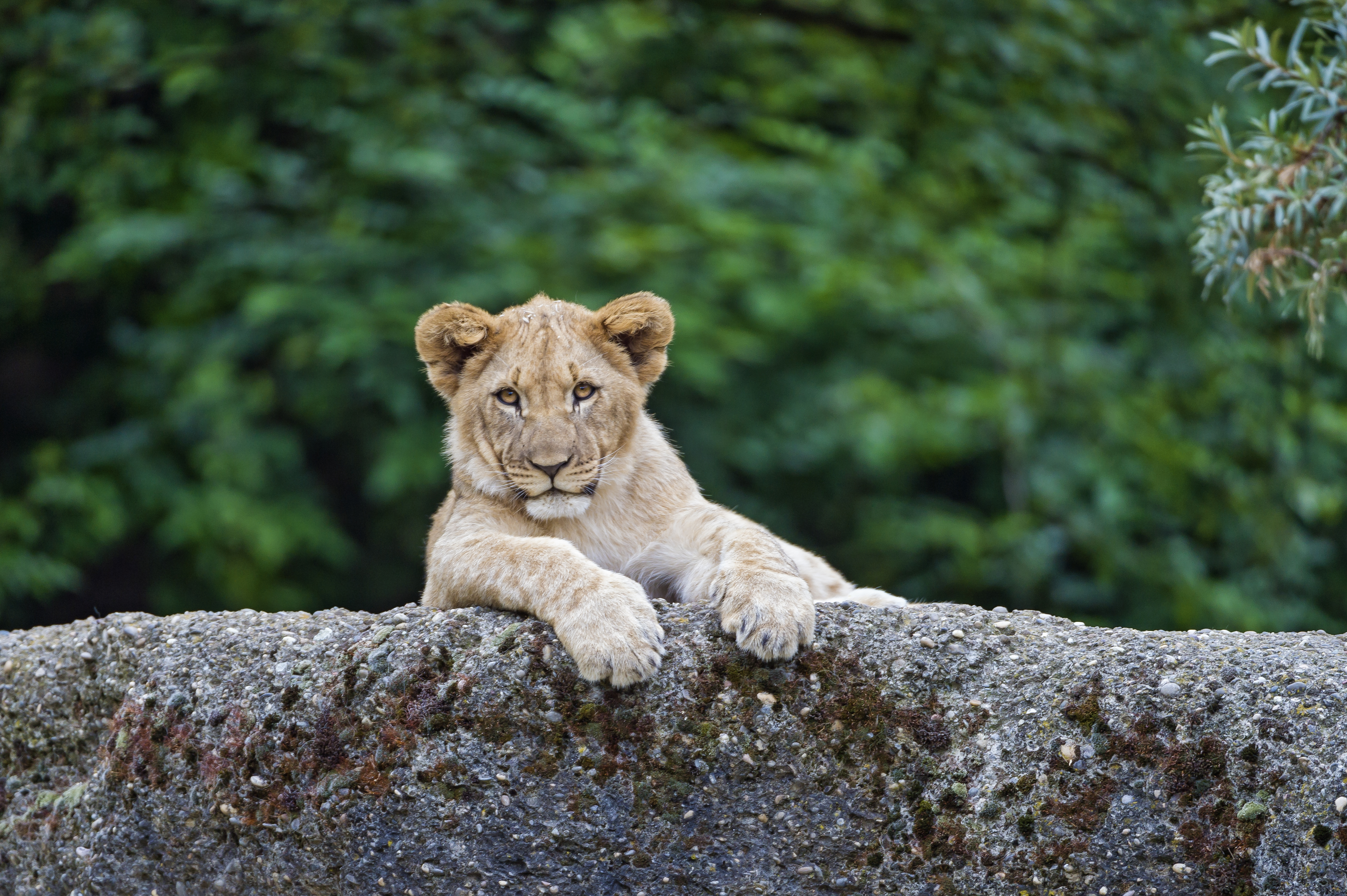 Téléchargez des papiers peints mobile Animaux, Chats, Lion gratuitement.