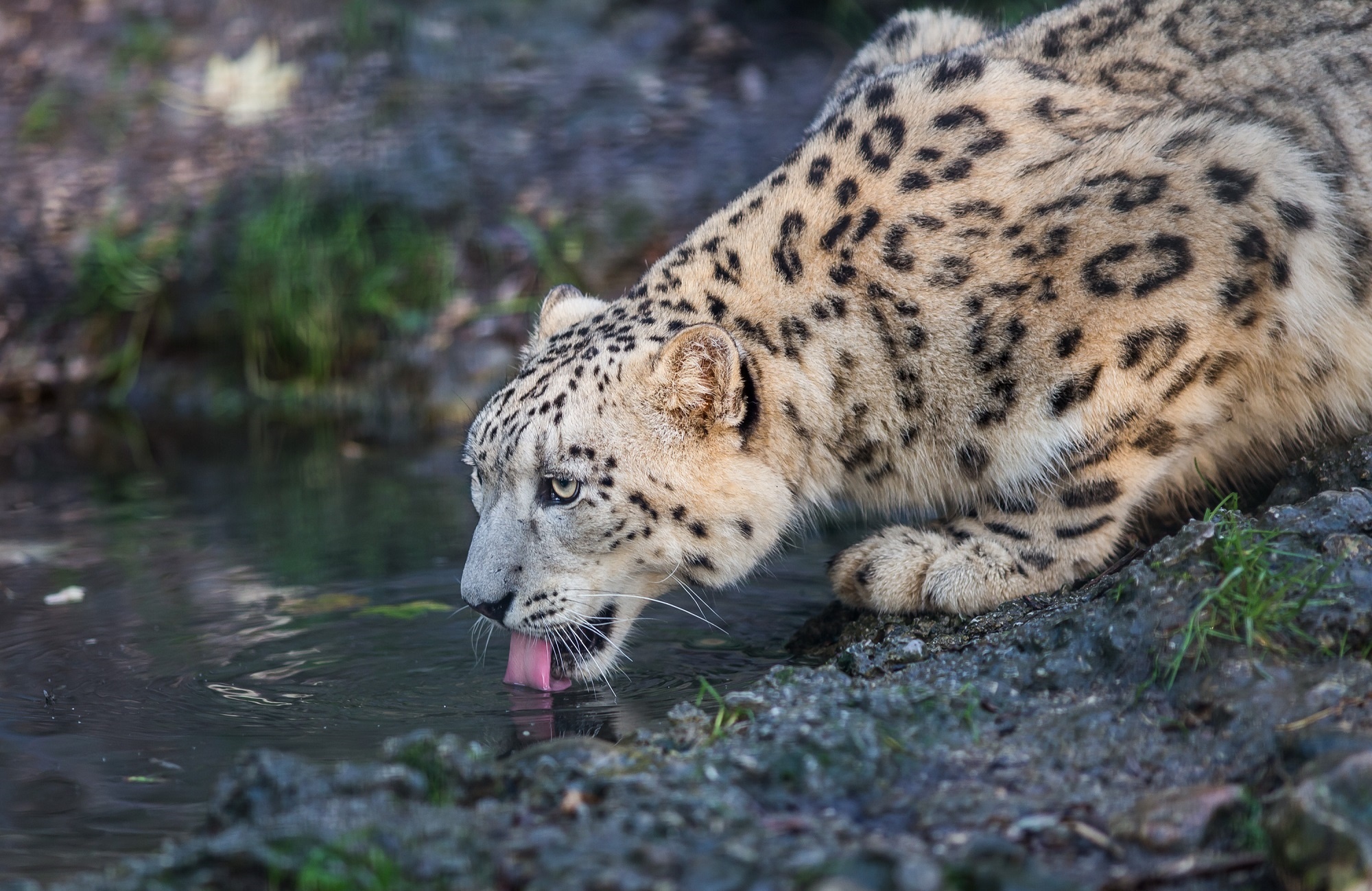 snow leopard, predator, animals, leopard, wild cat, wildcat, irbis Full HD