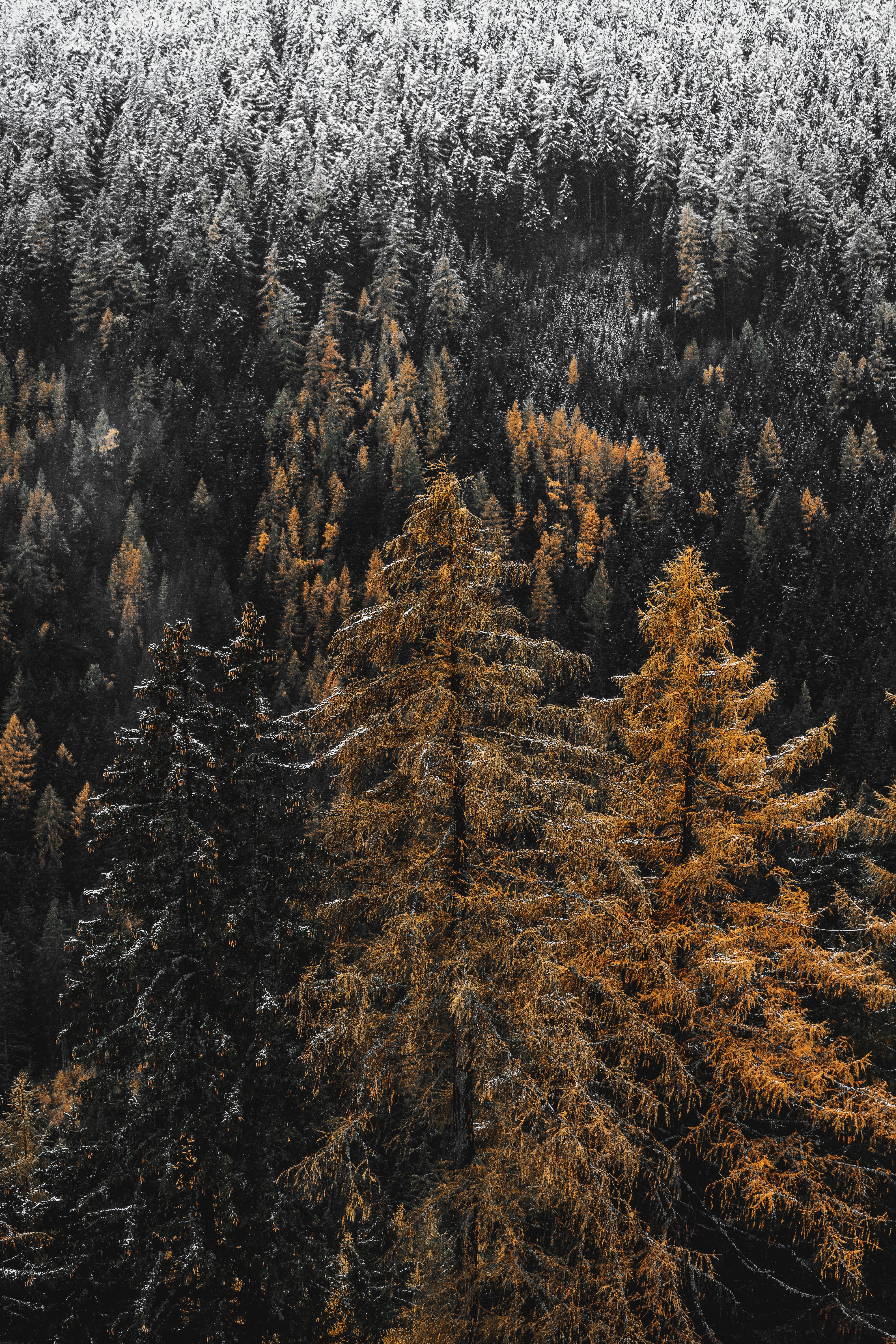 PCデスクトップに自然, 木, 松, 針, 雪, 森林, 森画像を無料でダウンロード