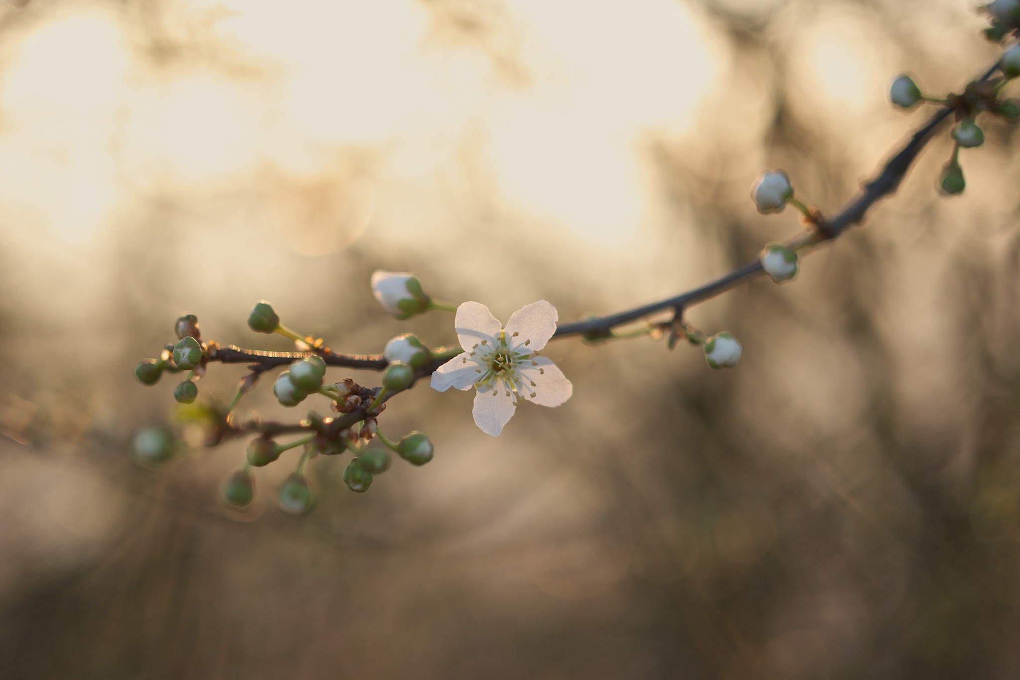 Free download wallpaper Nature, Flowers, Branch, Earth, Bokeh, White Flower, Blossom on your PC desktop