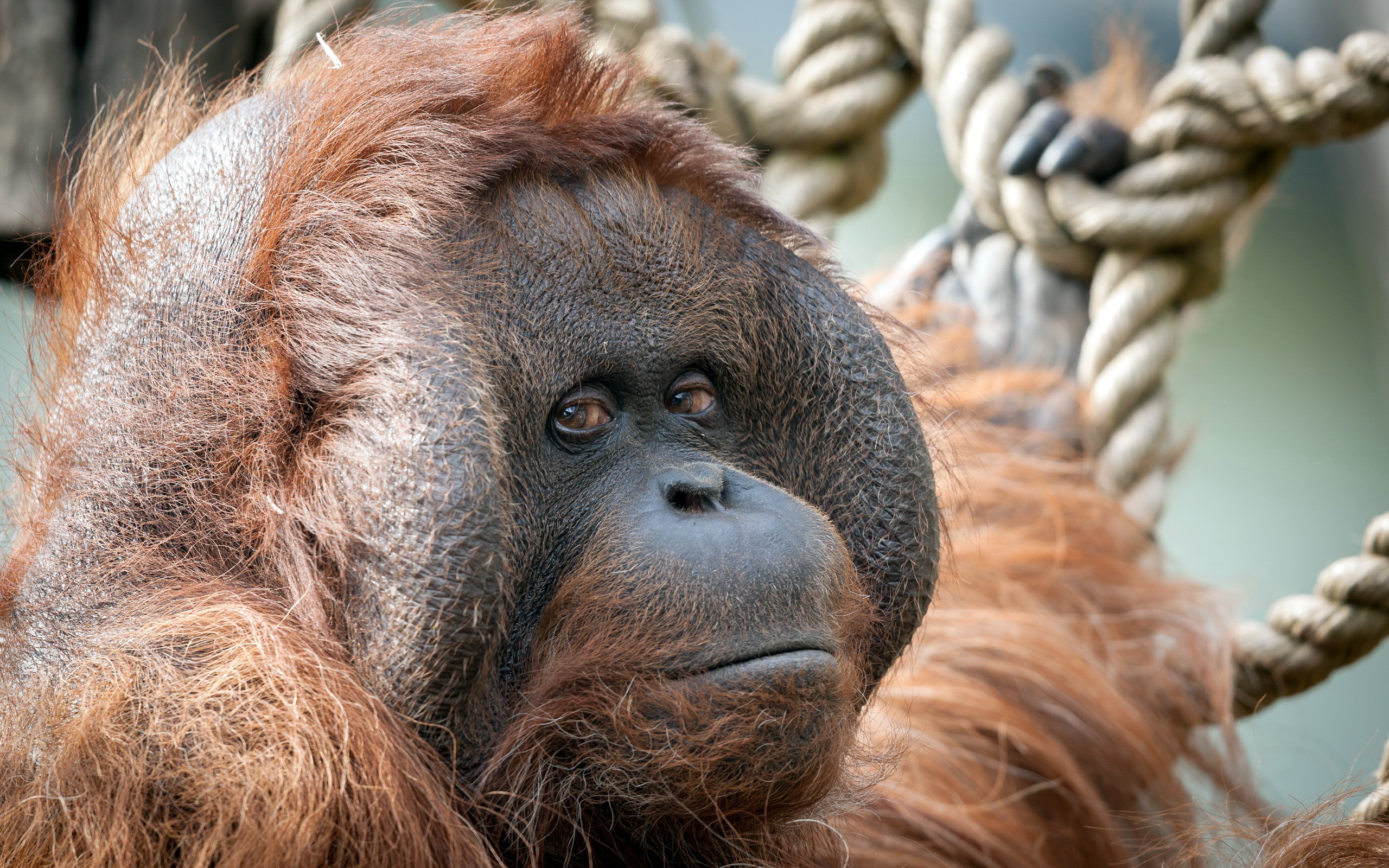 Baixe gratuitamente a imagem Animais, Macacos, Orangotango na área de trabalho do seu PC