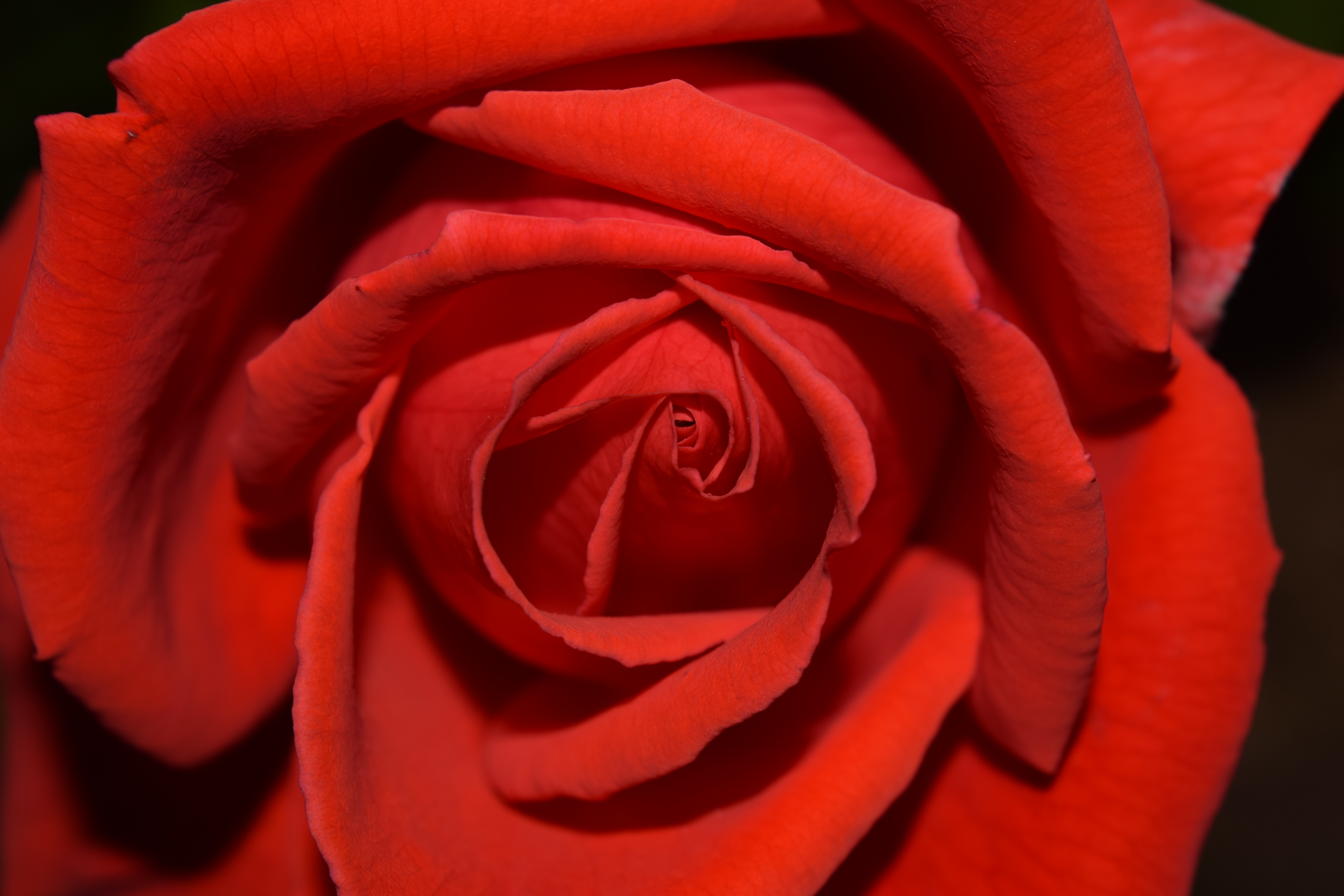Free download wallpaper Rose, Macro, Flowers, Flower, Petals, Rose Flower on your PC desktop