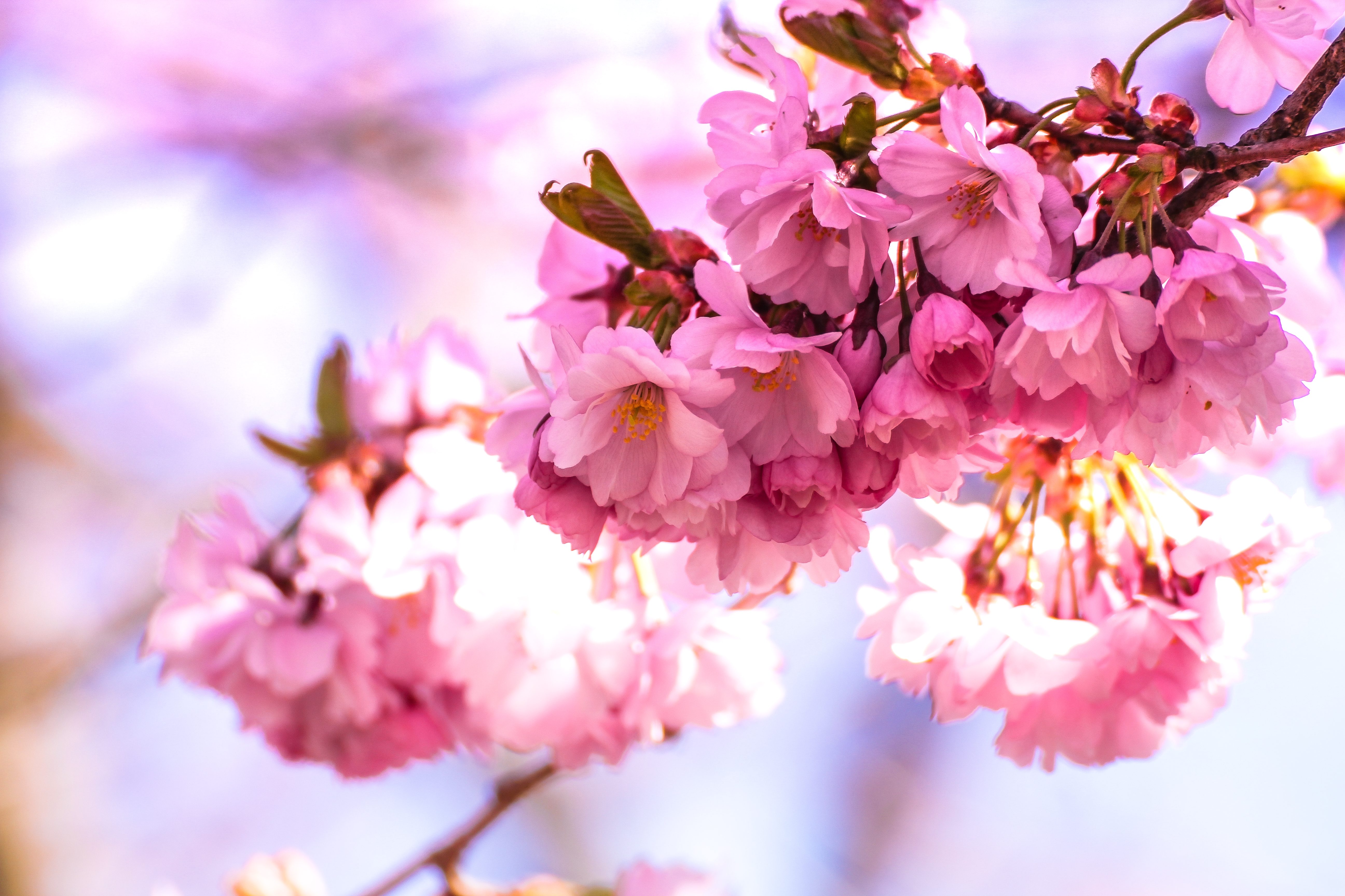 Download mobile wallpaper Nature, Flowers, Flower, Blur, Branch, Earth, Spring, Blossom, Purple Flower for free.