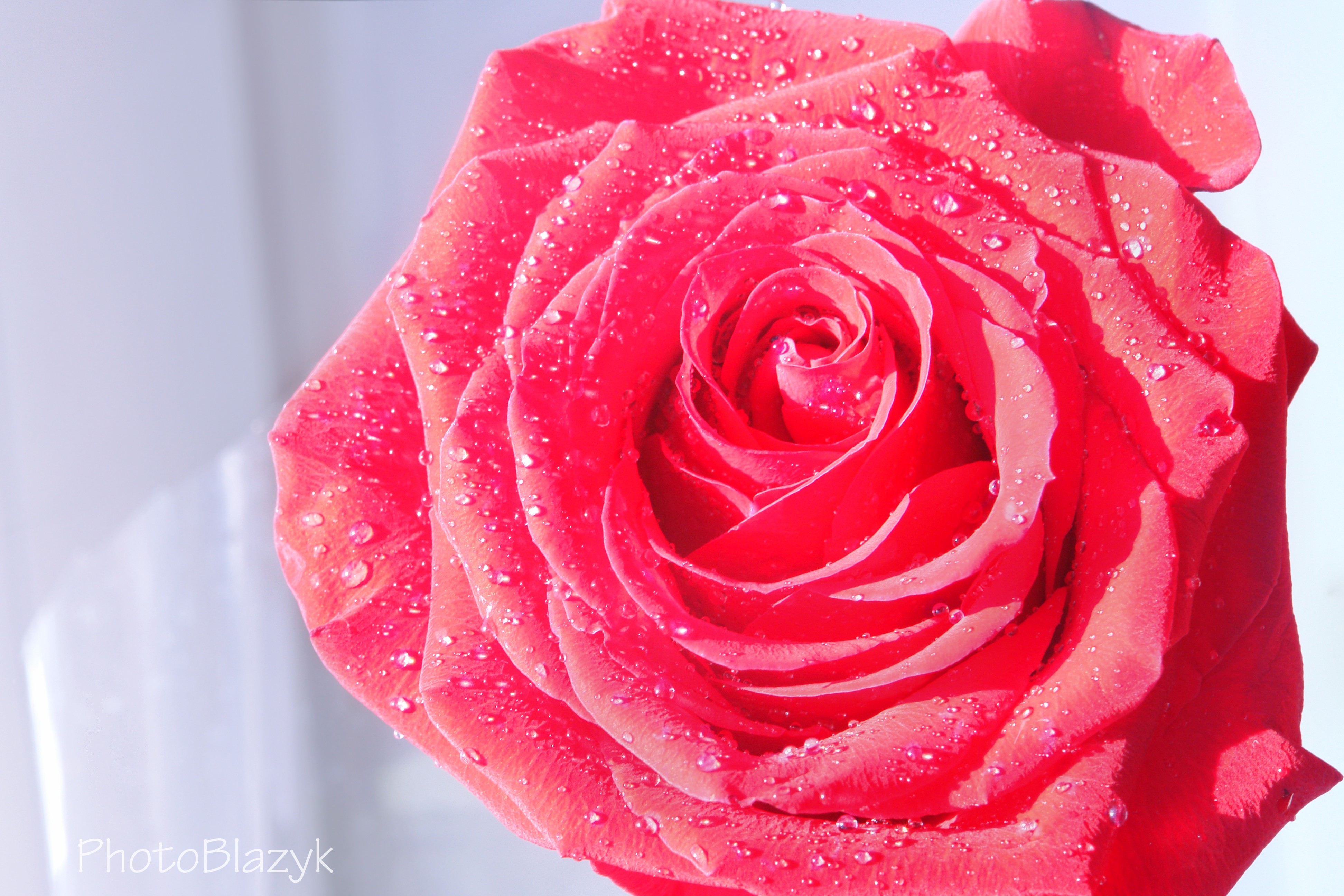 Téléchargez des papiers peints mobile Macro, Rosée, Drops, Rose, Une Rose, Fleur gratuitement.
