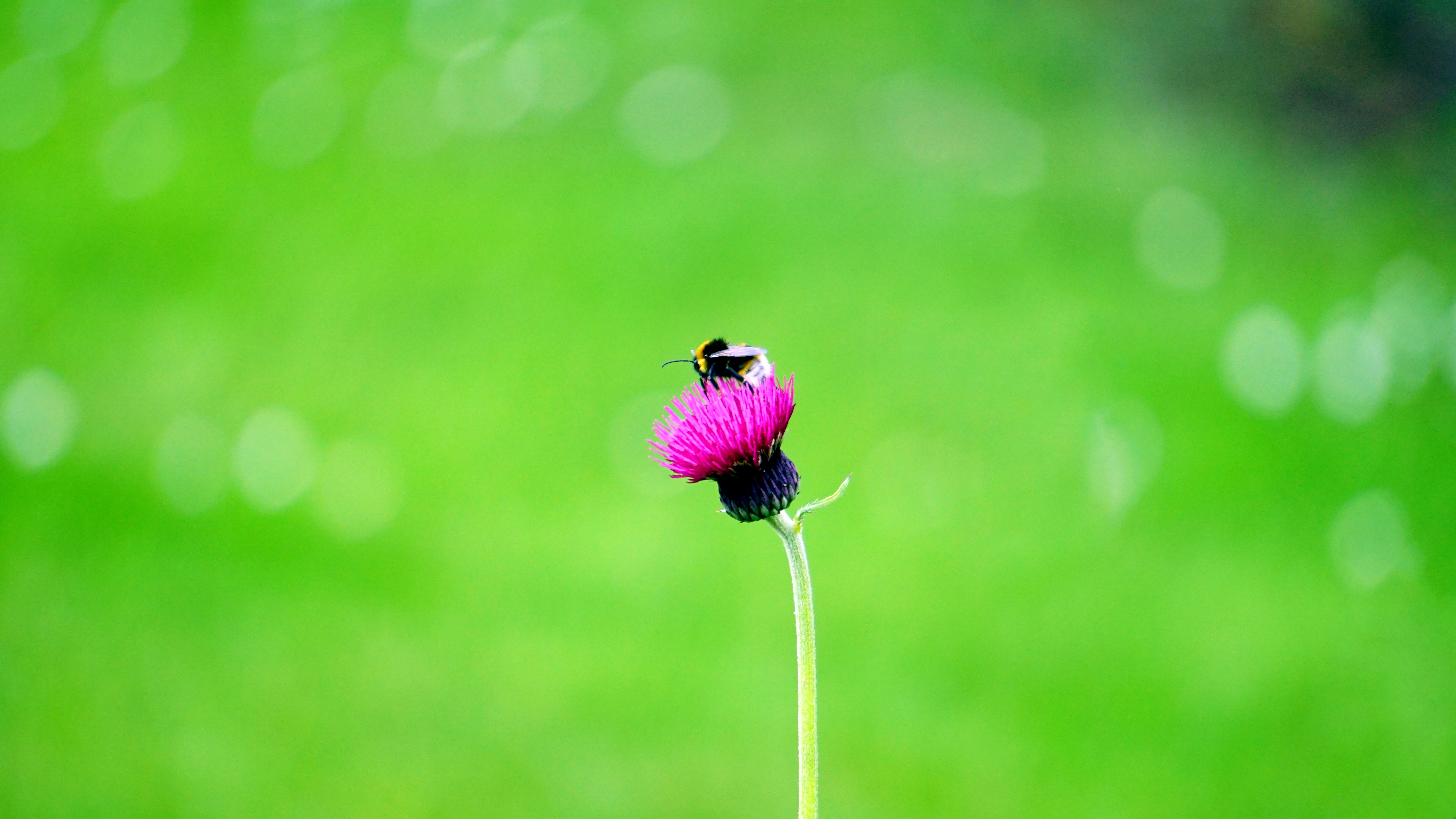 macro, bud, flower, bee HD wallpaper