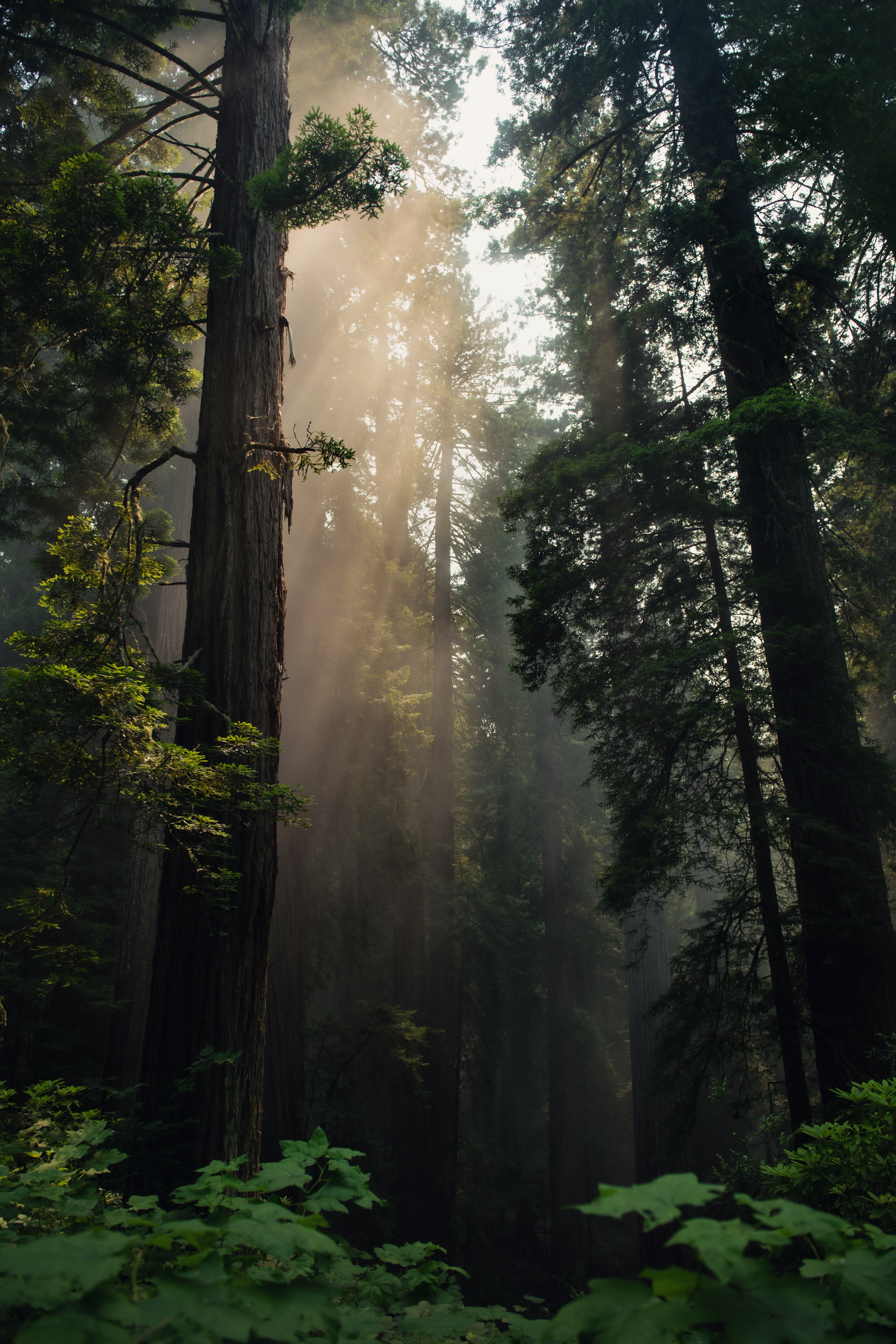 Free download wallpaper Nature, Trees, Forest, Fog, Sunlight on your PC desktop