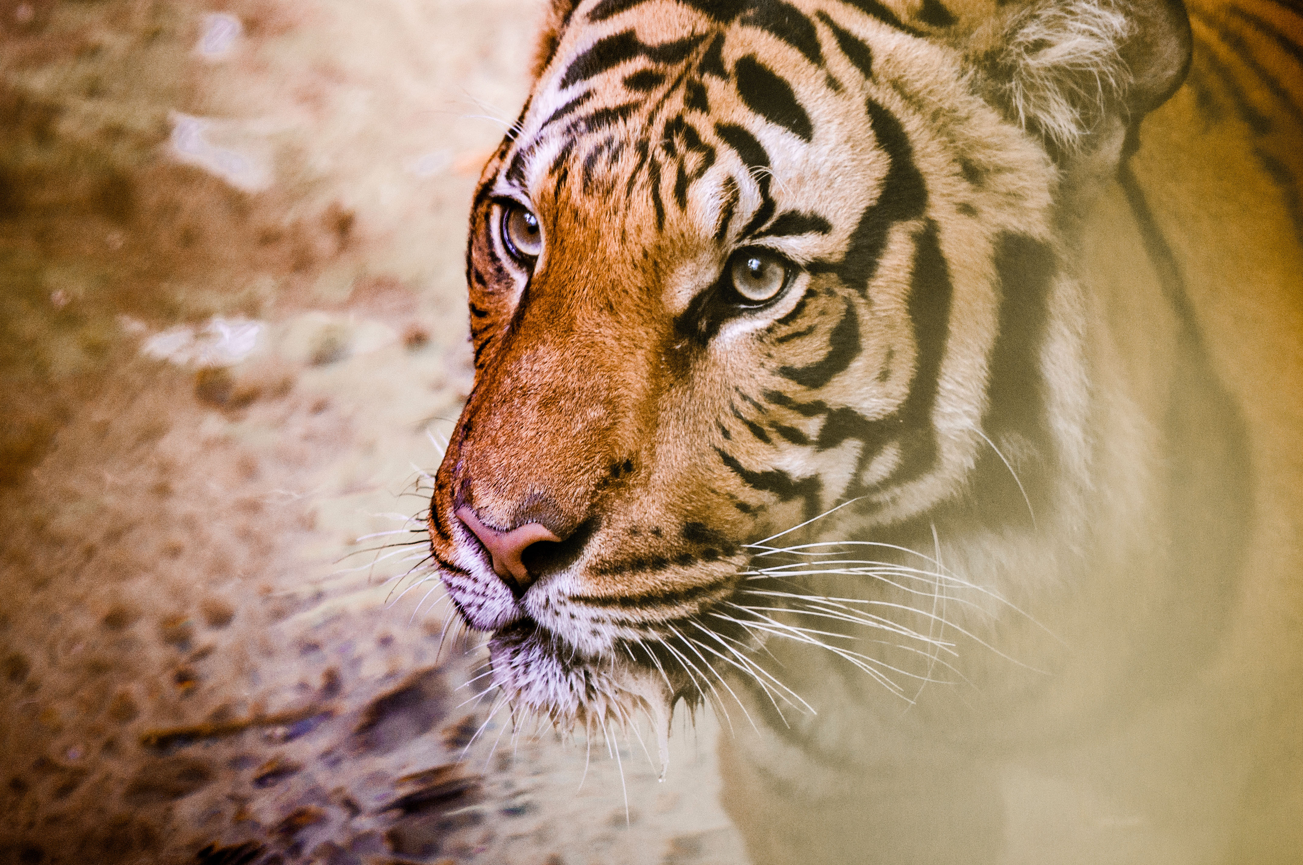 Download mobile wallpaper Tiger, Muzzle, Predator, Animals, Big Cat for free.