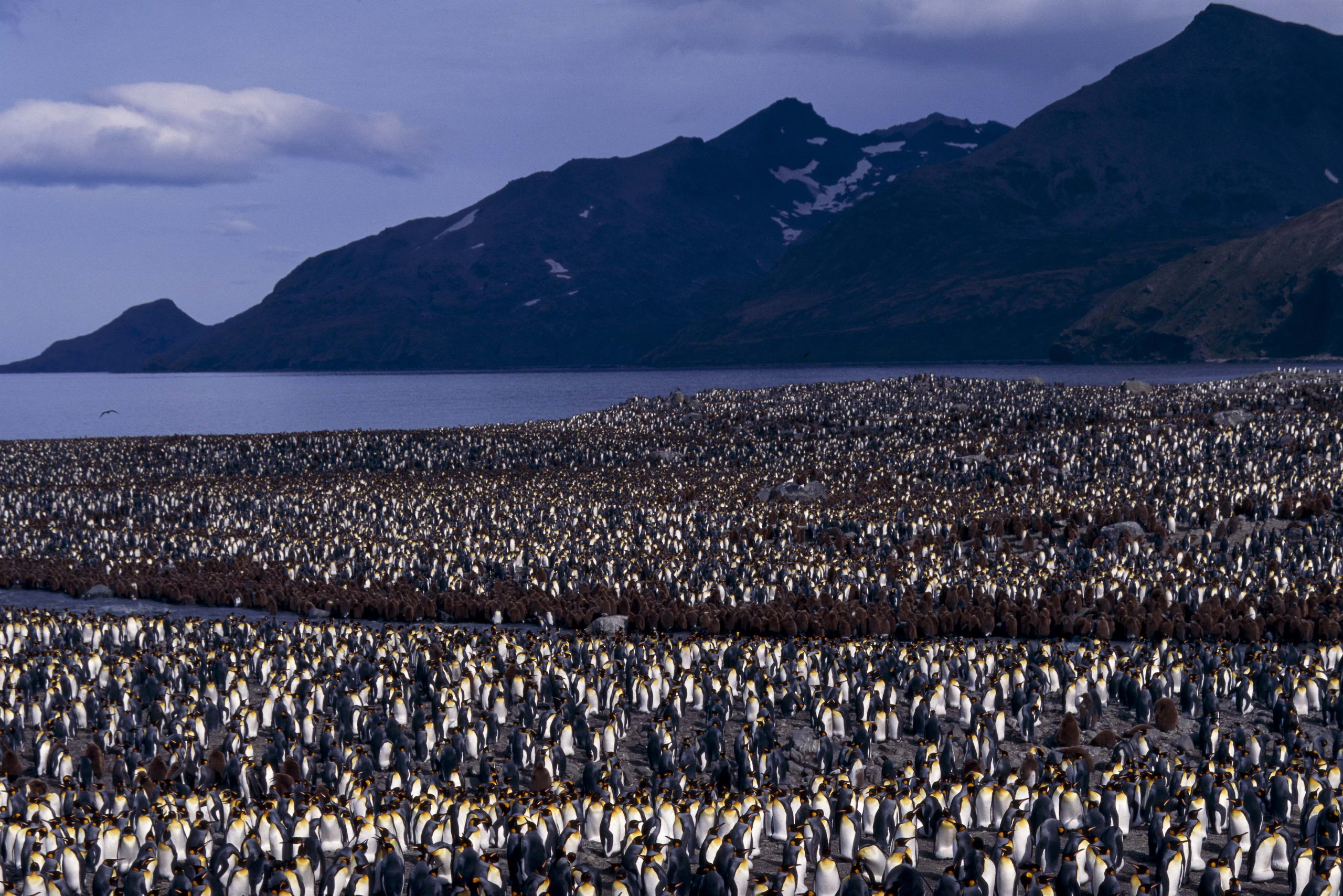 Handy-Wallpaper Pinguin, Vögel, Tiere kostenlos herunterladen.