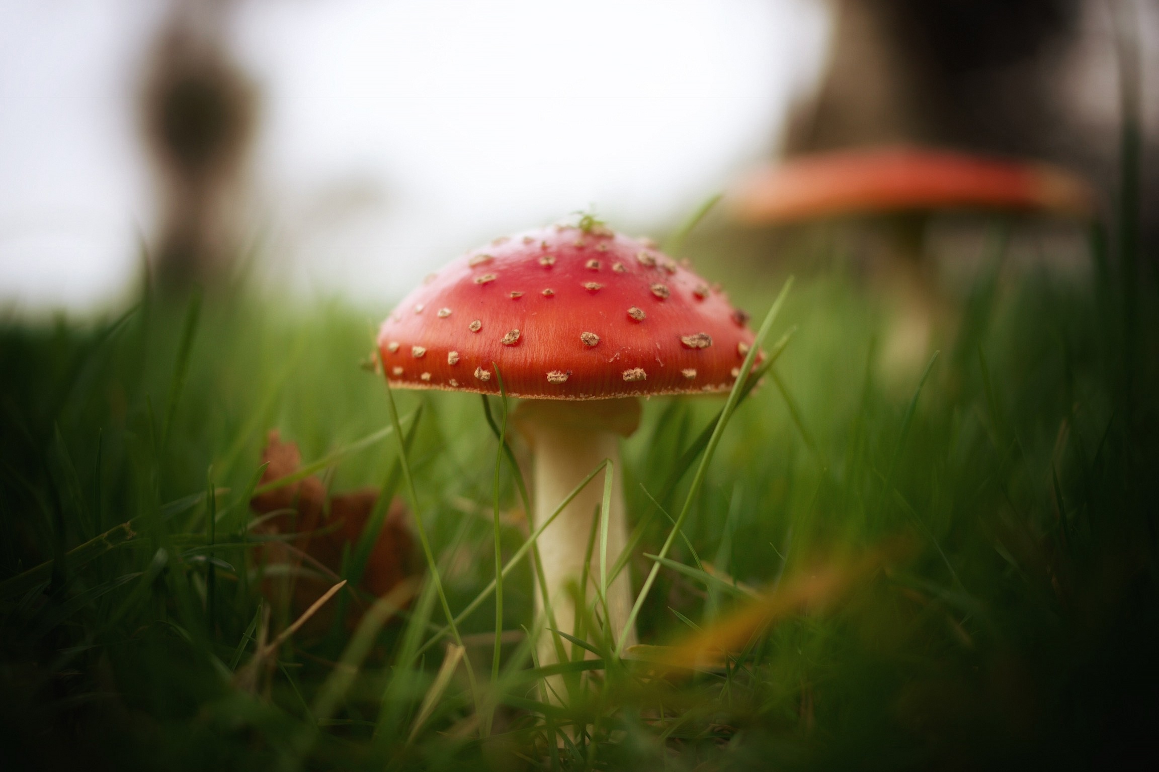 Free download wallpaper Nature, Grass, Earth, Mushroom on your PC desktop