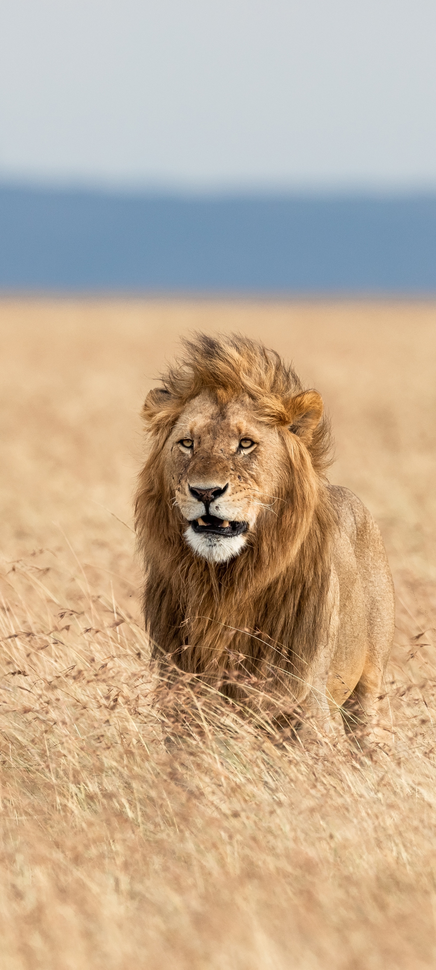 Download mobile wallpaper Cats, Lion, Animal, Depth Of Field for free.