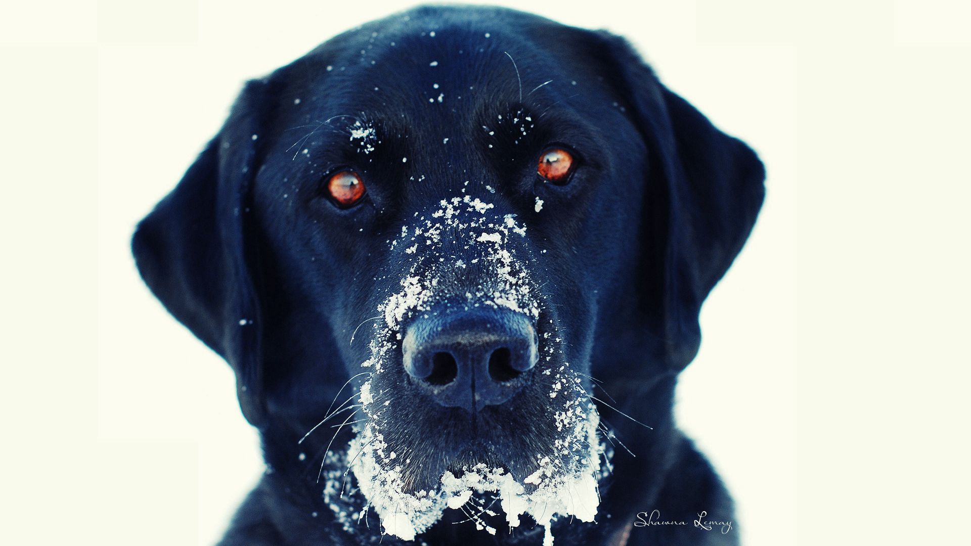 PCデスクトップに動物, 雪, 銃口, 黒い, 犬画像を無料でダウンロード