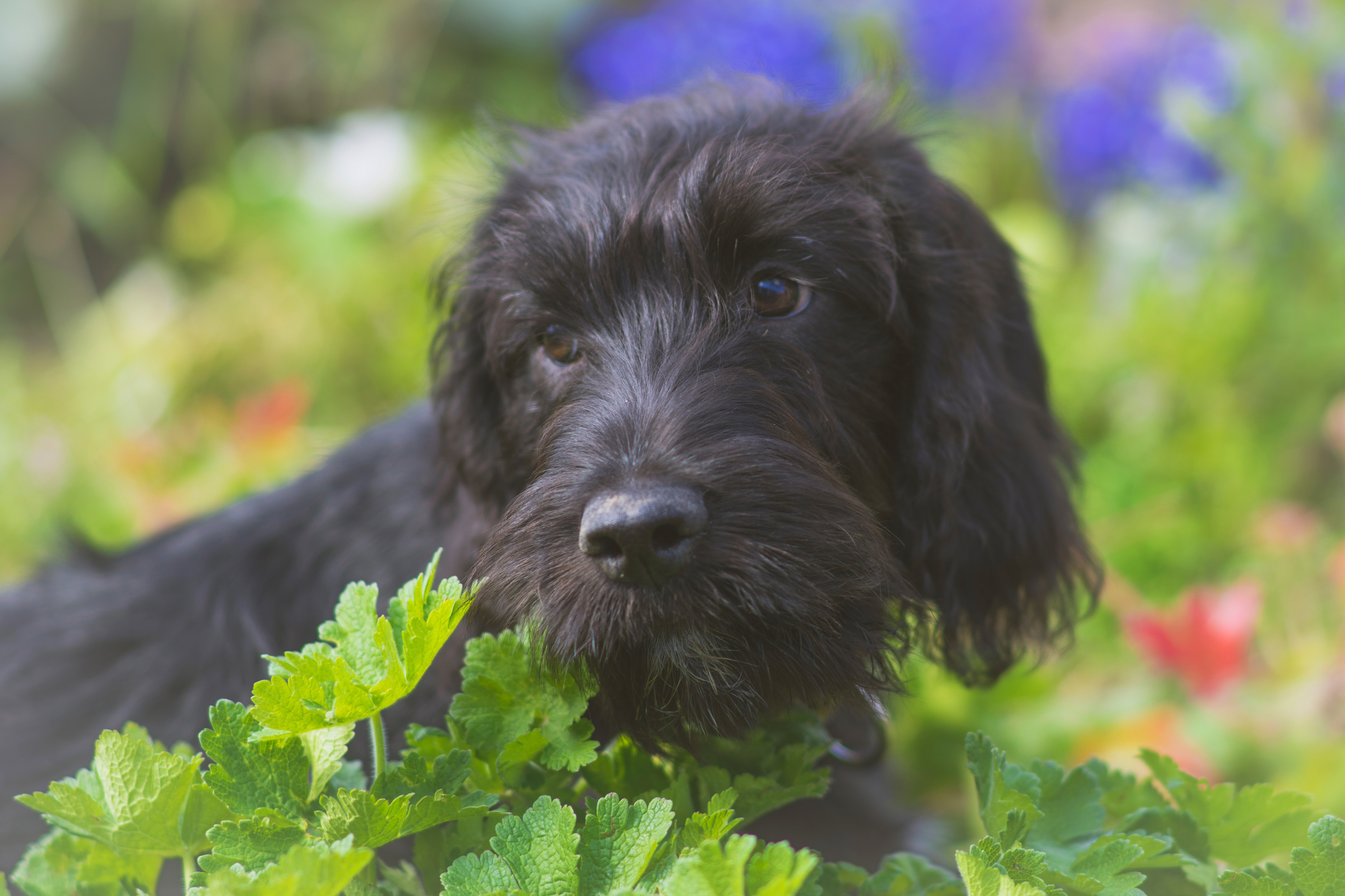 Laden Sie das Tiere, Hunde, Hund, Schnauze-Bild kostenlos auf Ihren PC-Desktop herunter