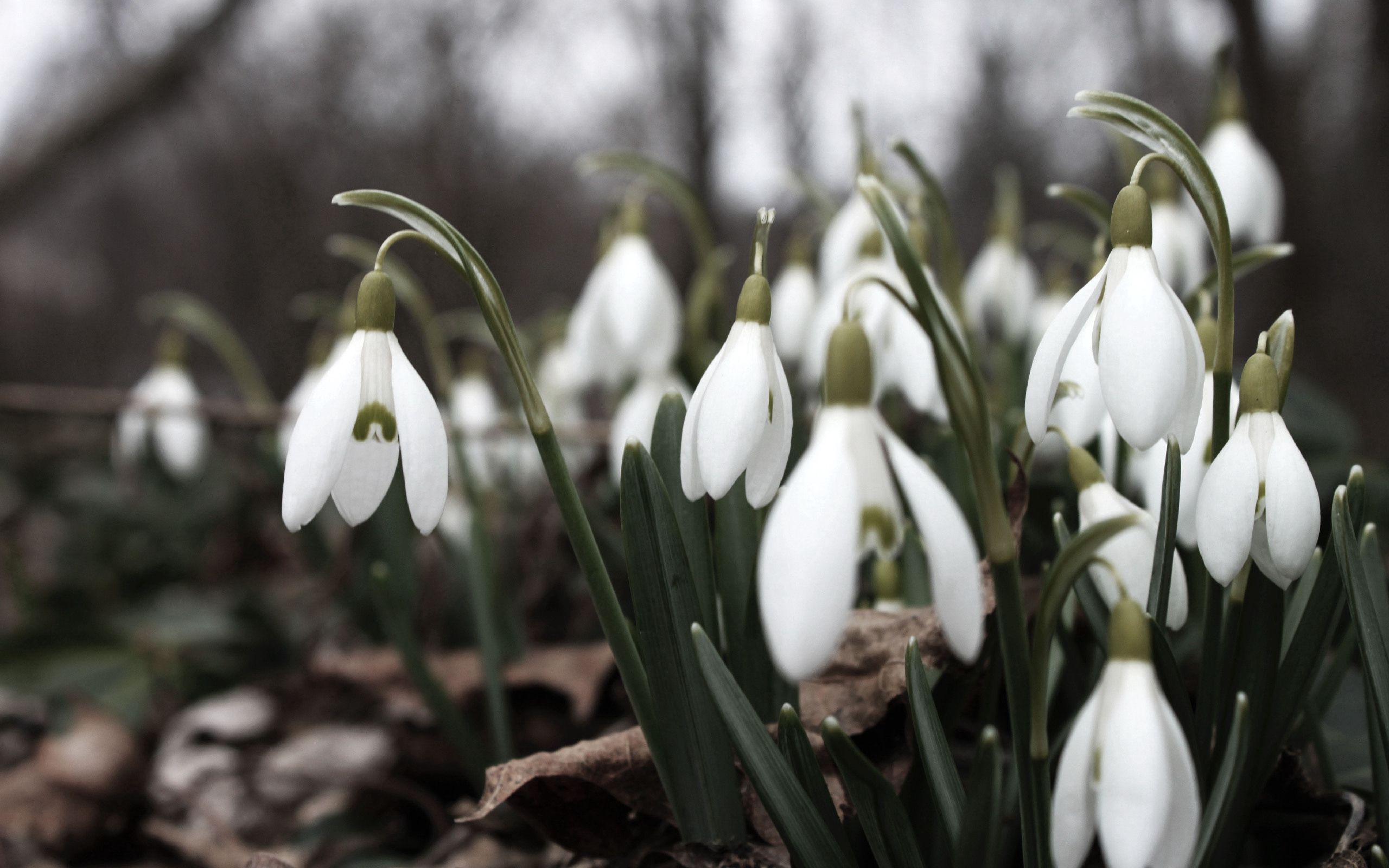 Download mobile wallpaper Snowdrops, Flowers, Macro, Lot for free.