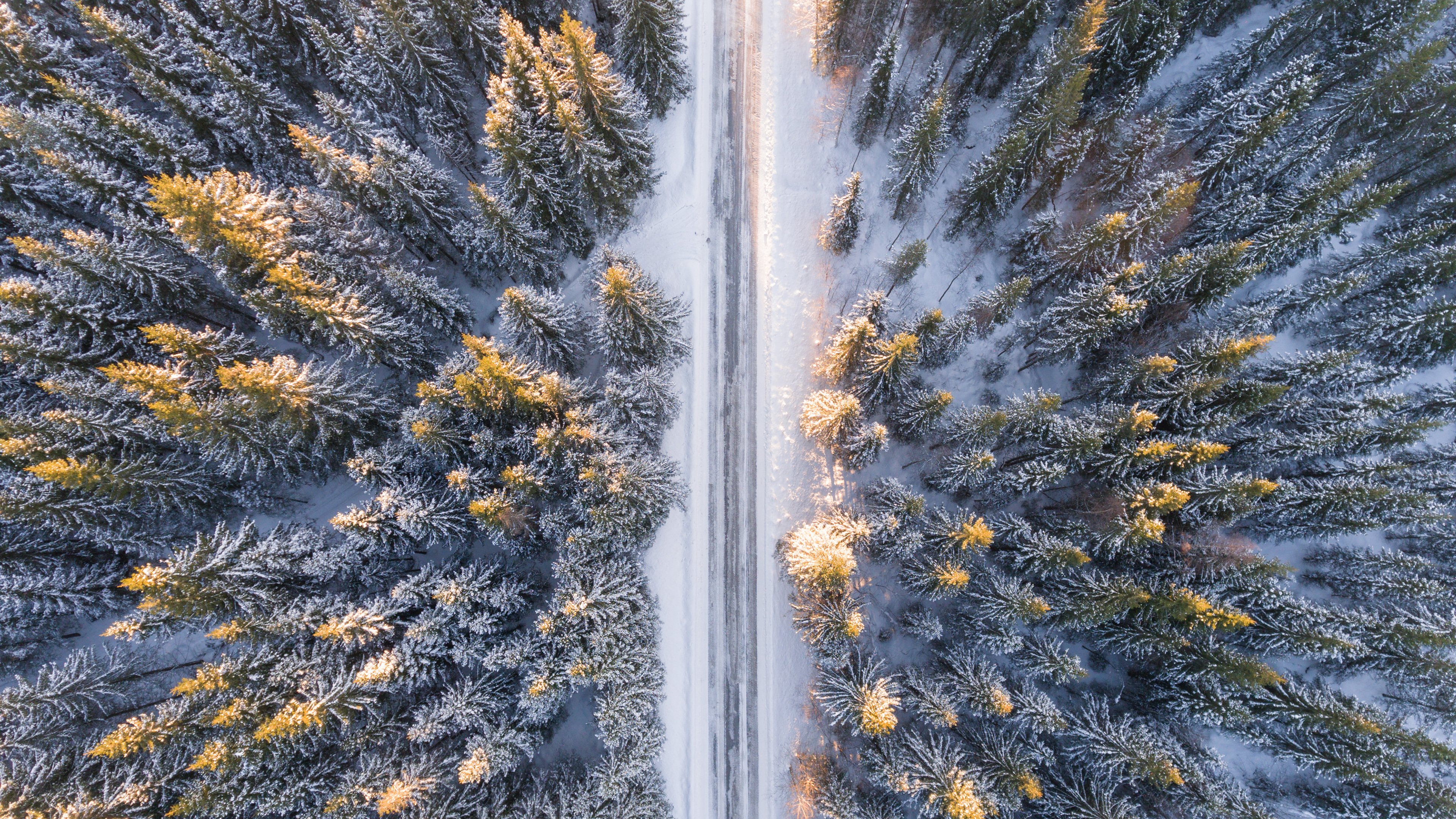 Téléchargez des papiers peints mobile Hiver, Forêt, Terre/nature gratuitement.