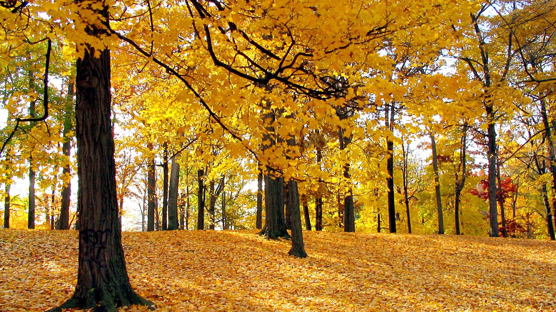 31359 скачать картинку листья, пейзаж, деревья, осень, желтые - обои и заставки бесплатно