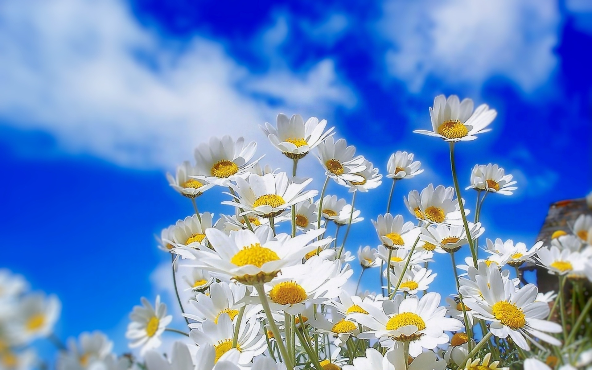 Baixe gratuitamente a imagem Flores, Céu, Flor, Margarida, Flor Branca, Terra/natureza na área de trabalho do seu PC