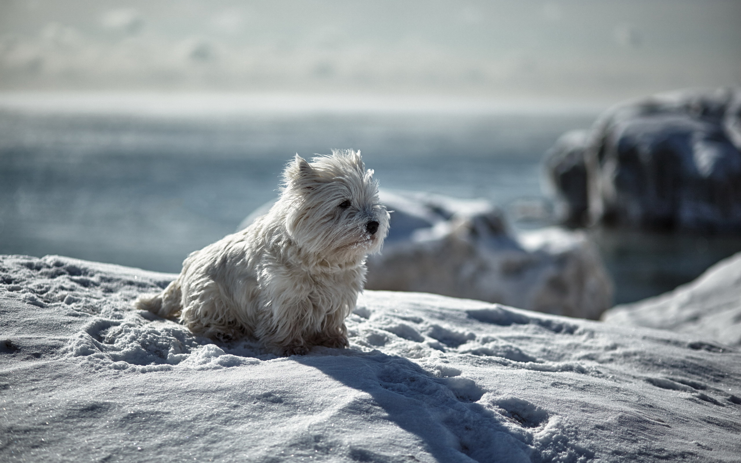 Handy-Wallpaper Hunde, Schnee, Hund, Winter, Tiere kostenlos herunterladen.