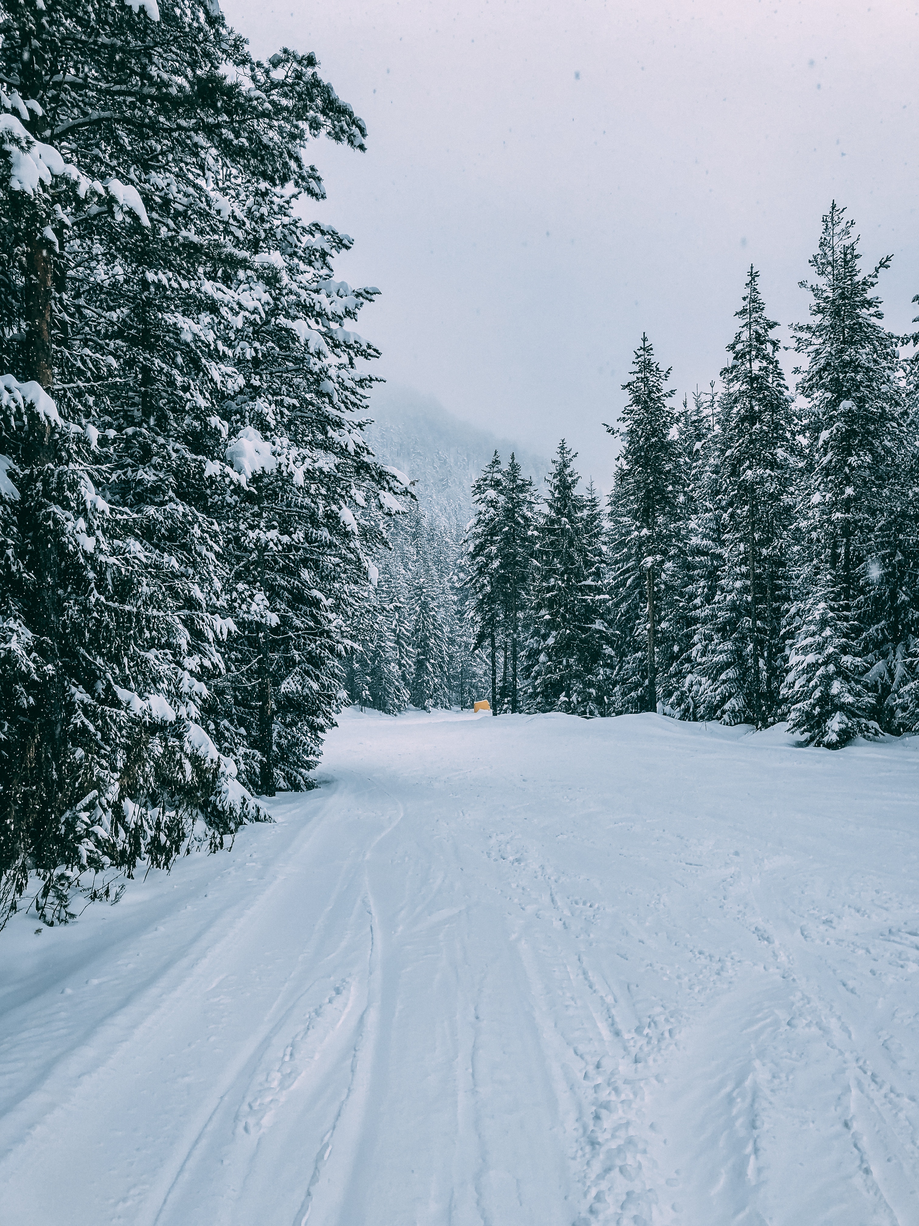 Laden Sie das Bäume, Straße, Spuren, Wald, Natur, Schnee, Winter-Bild kostenlos auf Ihren PC-Desktop herunter