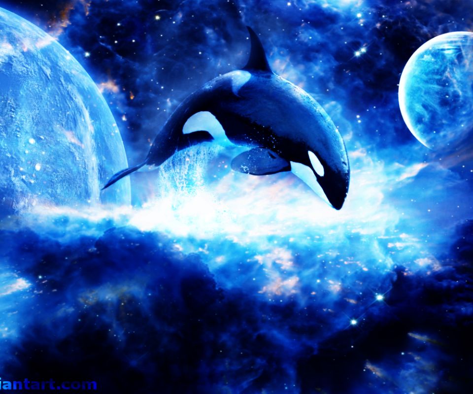animal, orca, space, killer whale HD wallpaper