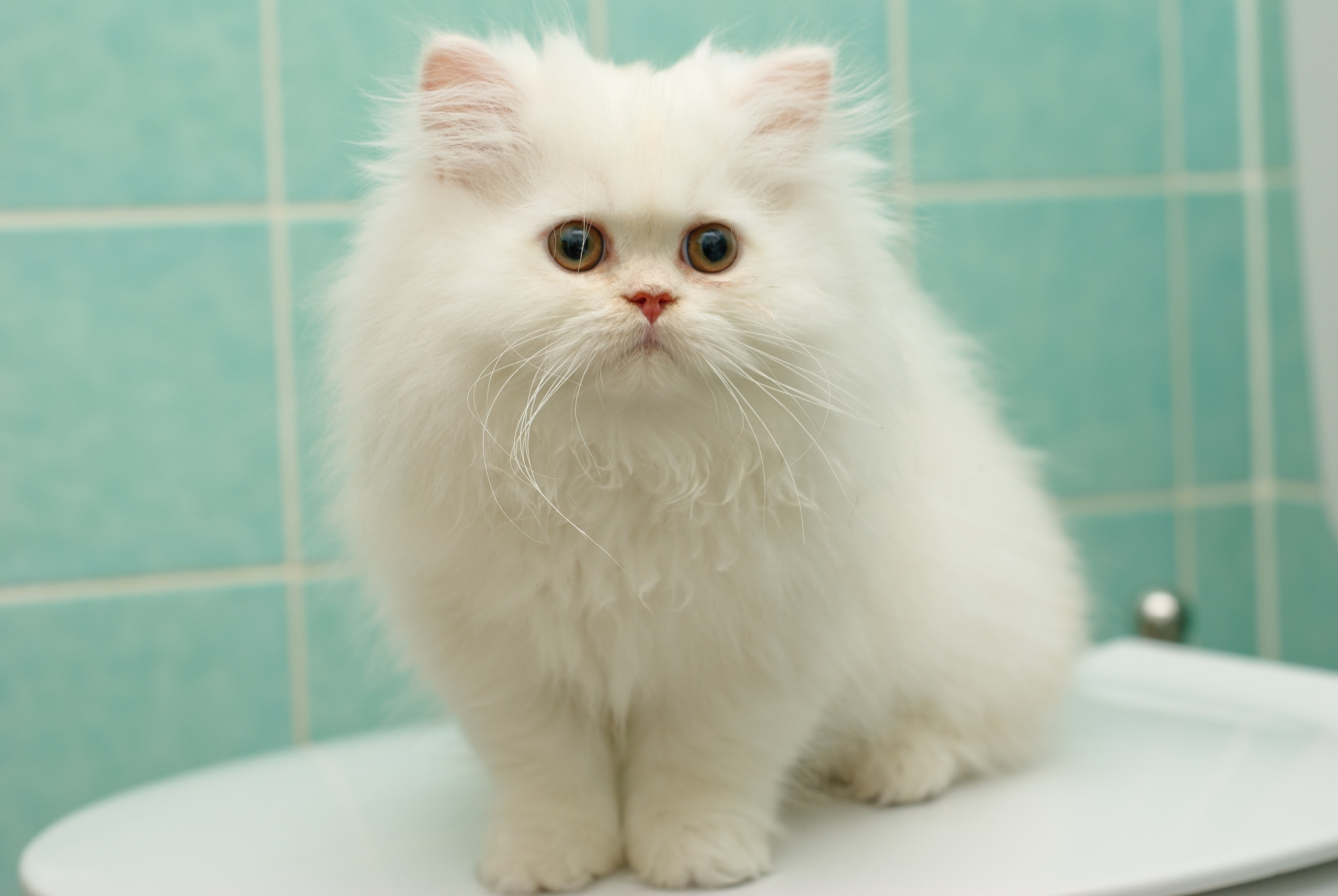 persian cat, kitten, fluffy, animal, cat, cats