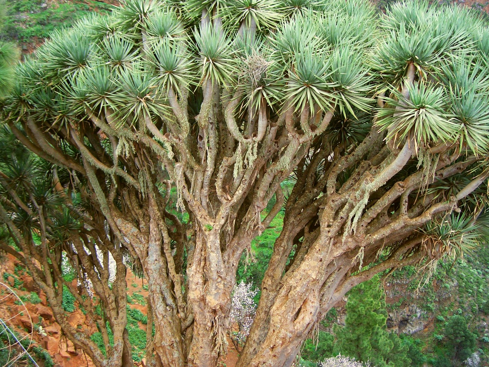 Baixar papel de parede para celular de Árvore, Terra/natureza gratuito.