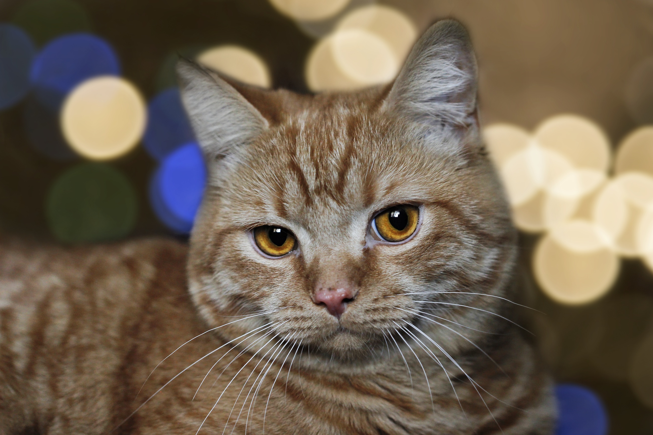 Laden Sie das Tiere, Katzen, Katze, Bokeh-Bild kostenlos auf Ihren PC-Desktop herunter