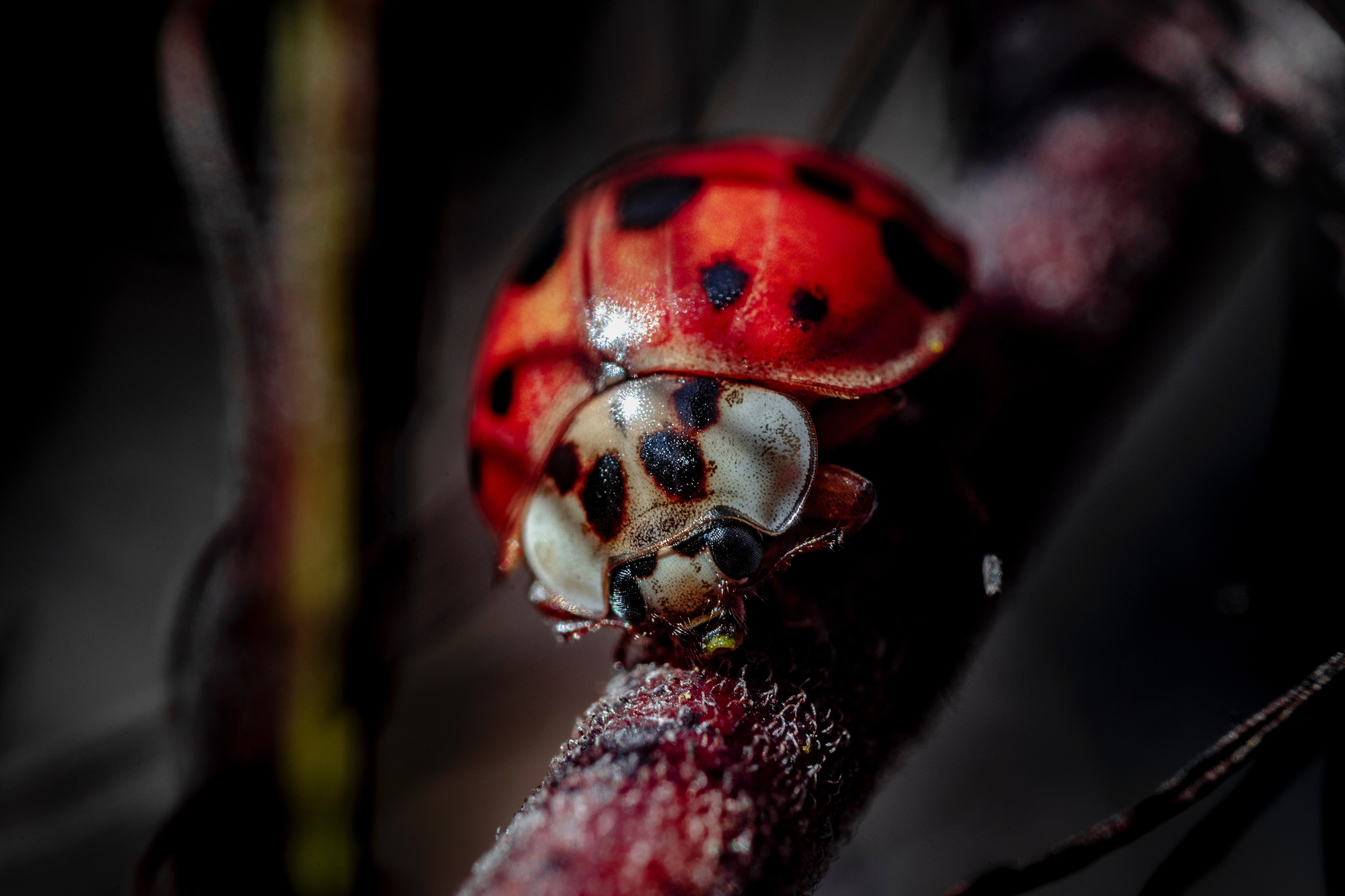 ladybug, macro, blur, smooth, insect, ladybird Smartphone Background
