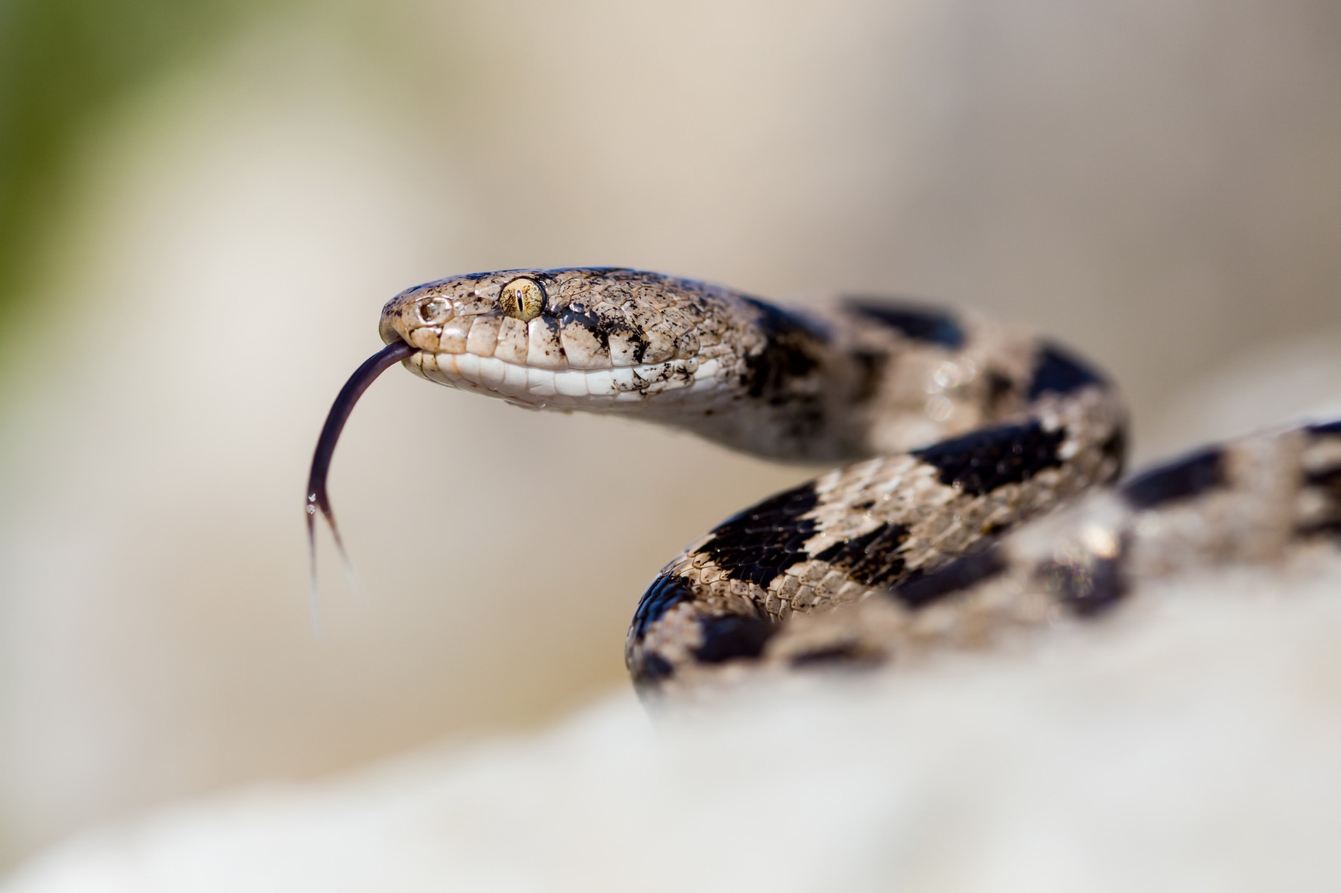 無料モバイル壁紙動物, 爬虫類, 蛇, ヨーロッパネコヘビをダウンロードします。